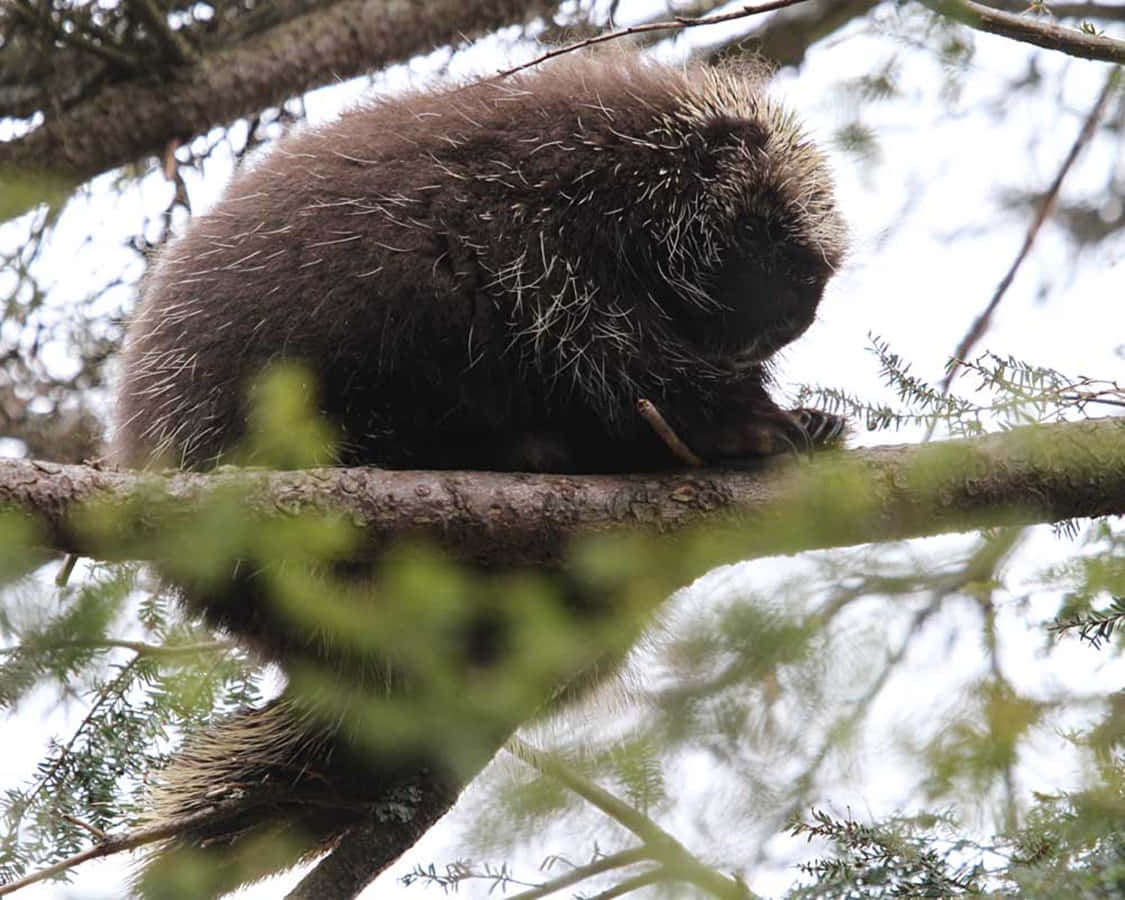porcupine, tree branches, dark fur, SD Desktop Wallpaper