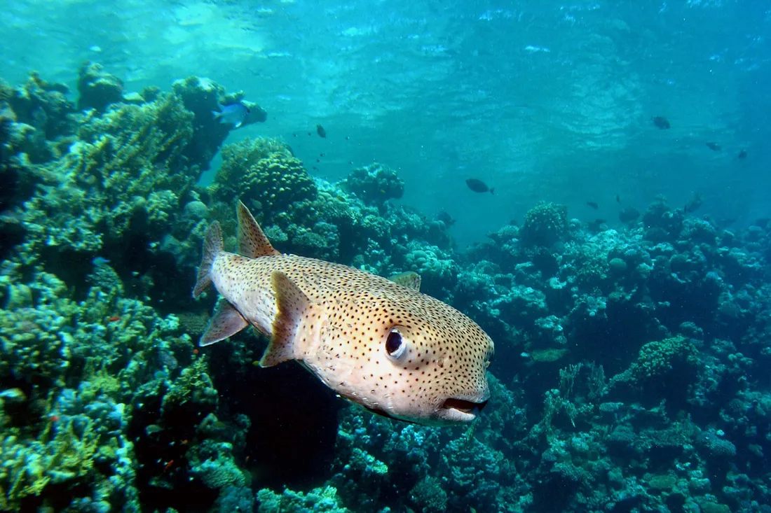 Porcupinefish