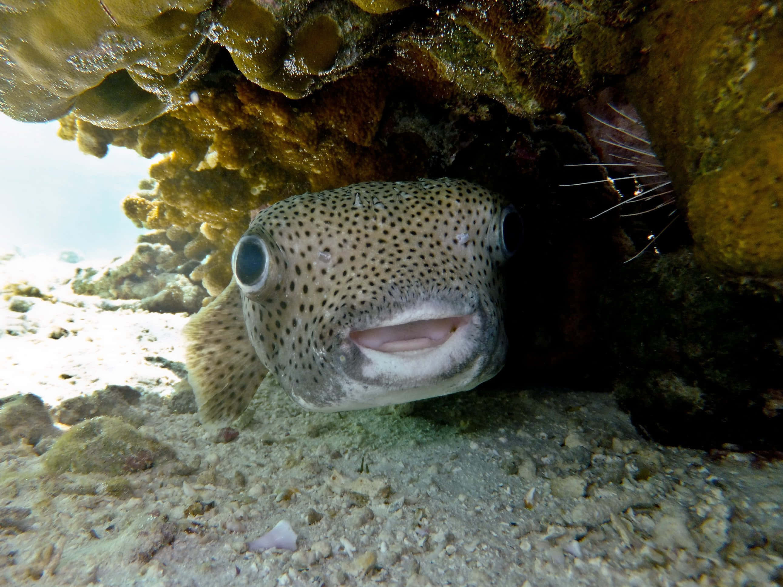 porcupinefish, spotted pufferfish, coral ledge, 2K Desktop Wallpaper