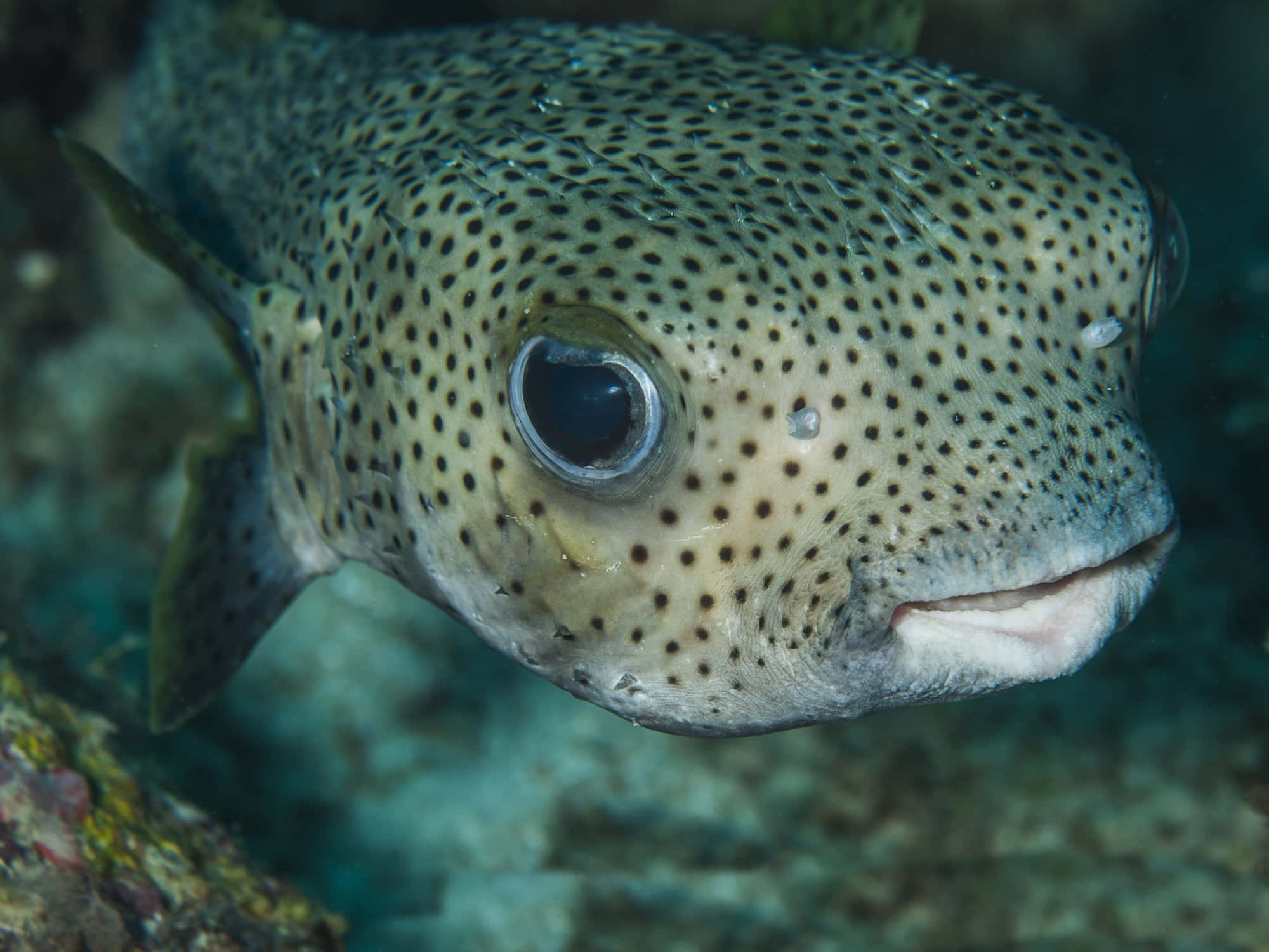 porcupinefish, spotted pufferfish, large round eyes, Full HD Desktop Wallpaper