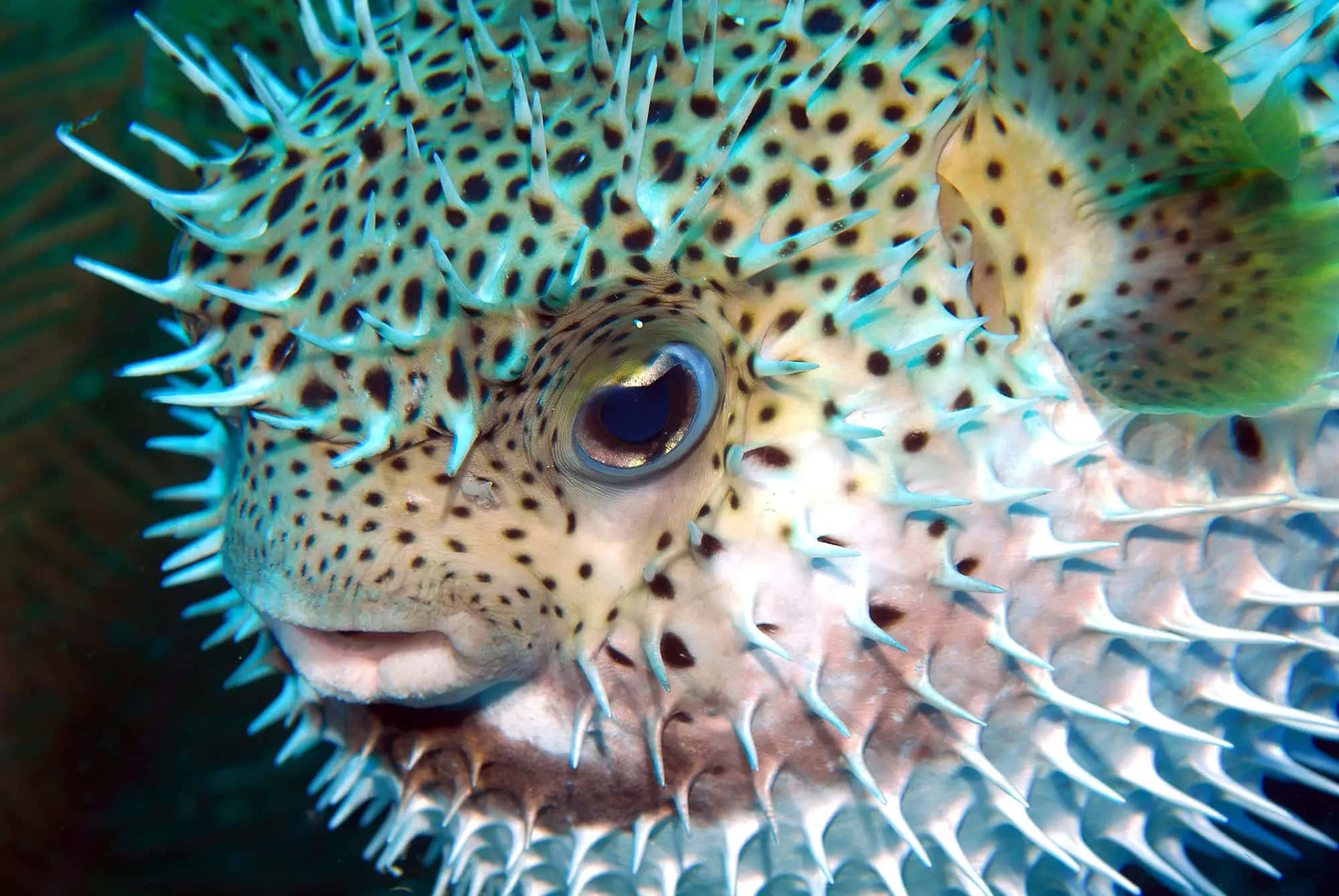 spiky porcupinefish, blue-tipped quills, spotted skin, Full HD Desktop Wallpaper