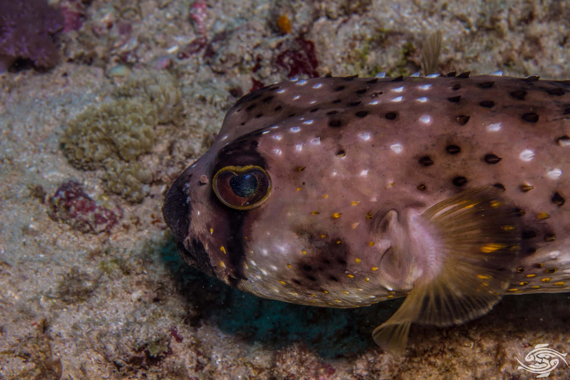 porcupinefish, spotted pufferfish, sandy ocean floor, Full HD Desktop Wallpaper