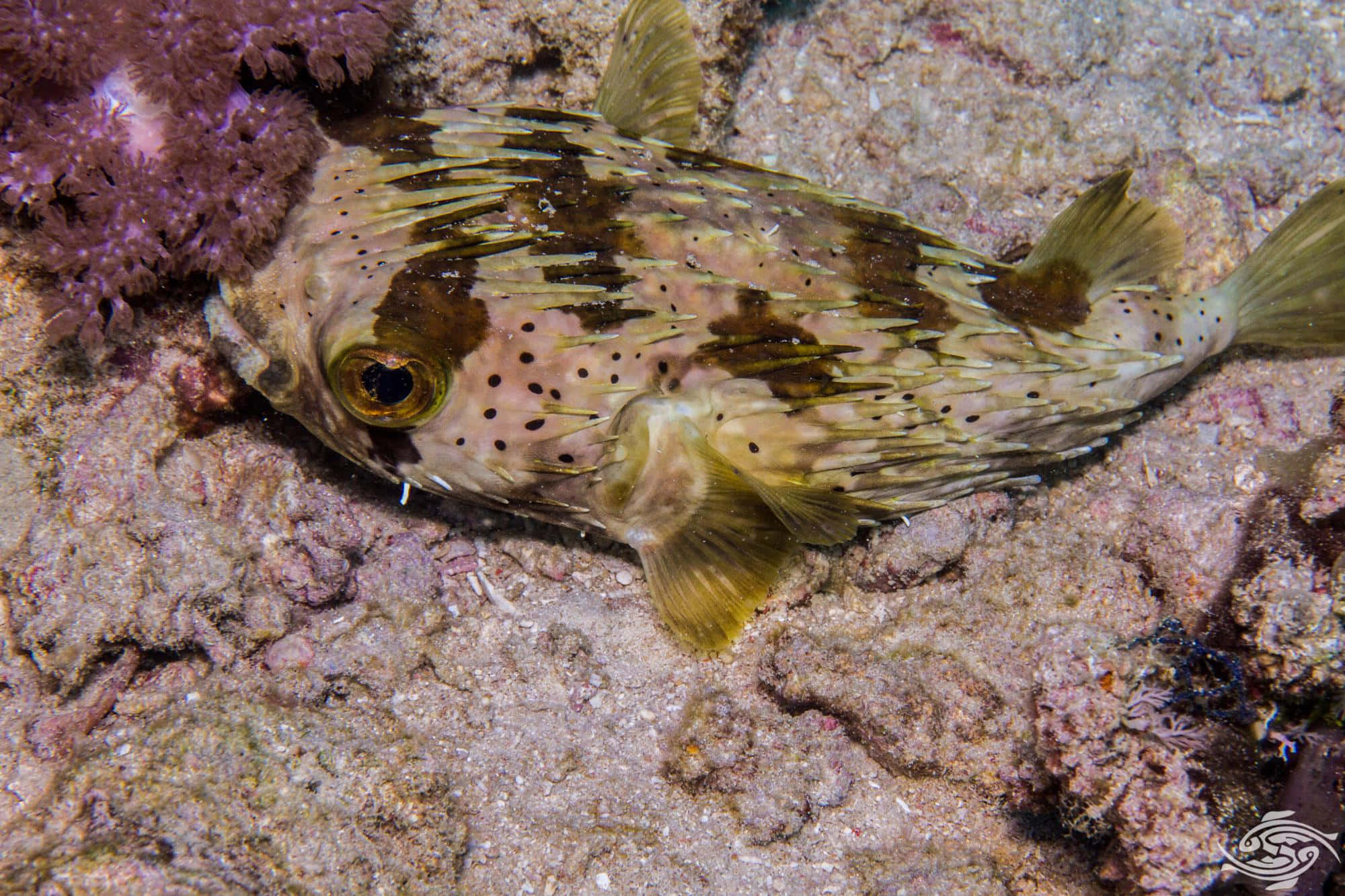 Porcupinefish, coral reef, purple sea fans, Full HD Desktop Wallpaper