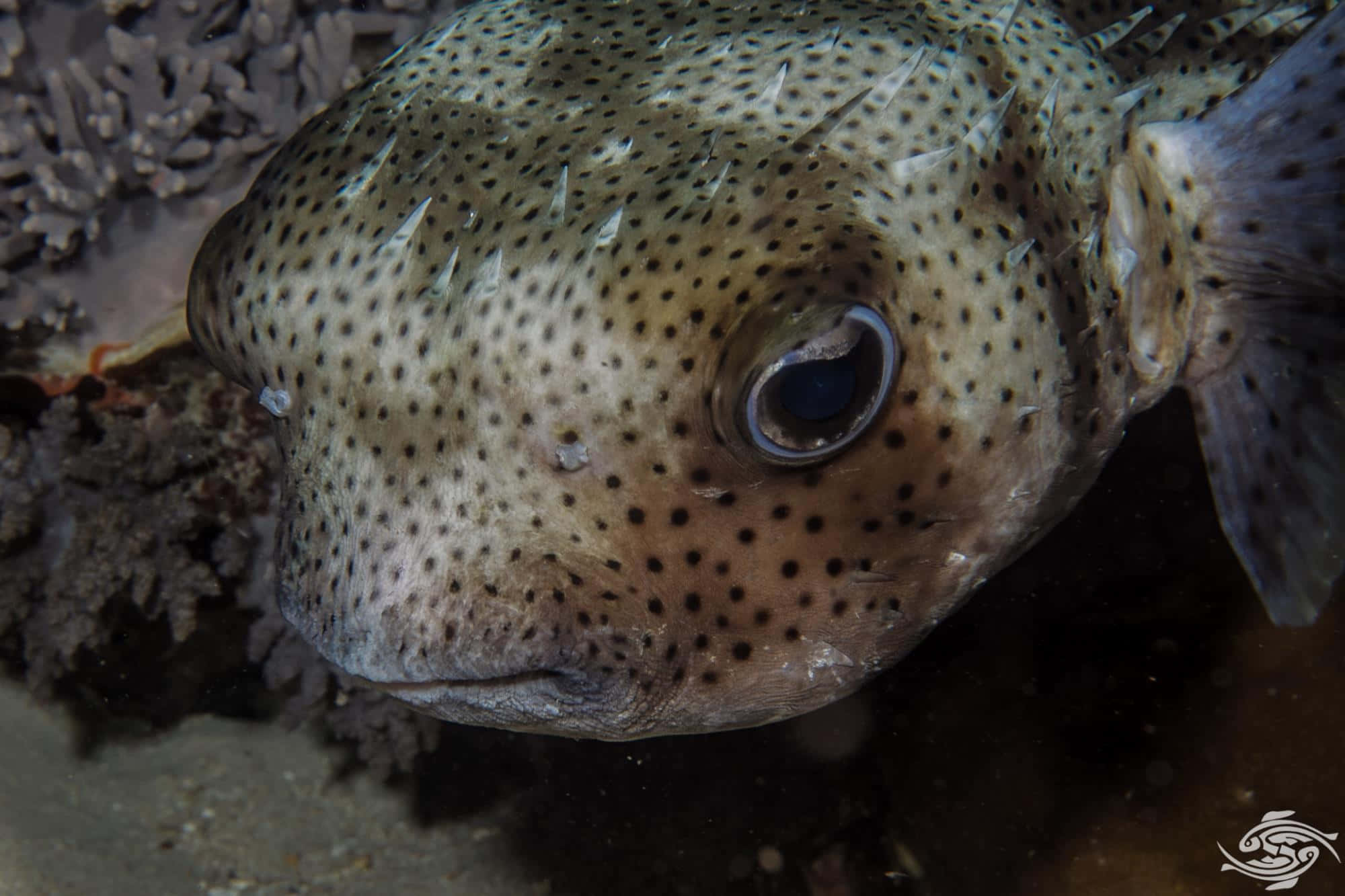 porcupinefish, deep blue underwater, coral reef, Full HD Desktop Wallpaper