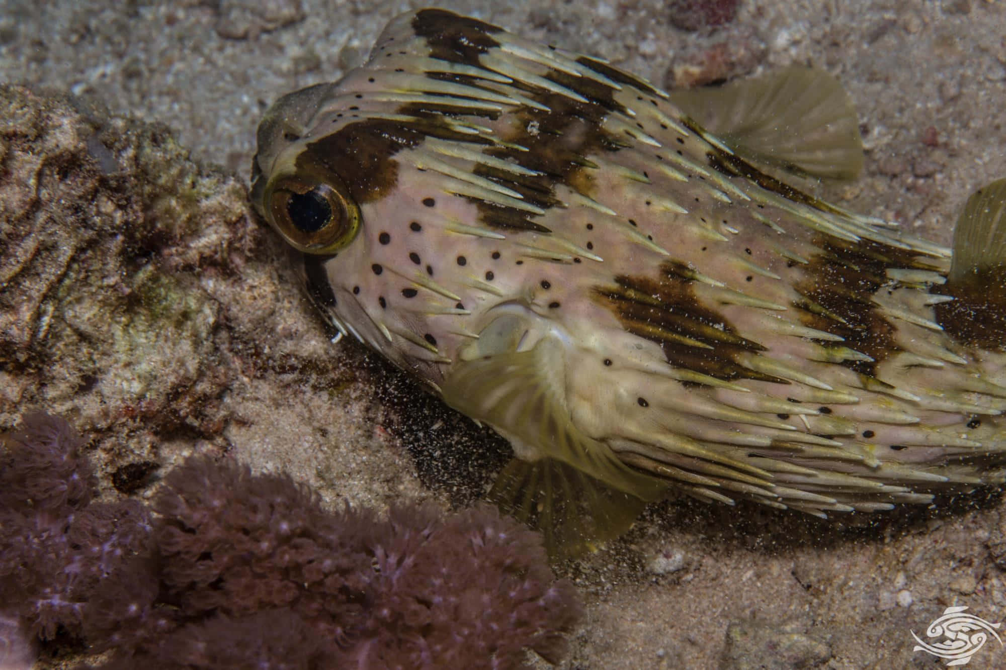 Porcupinefish, brown and cream stripes, sandy ocean floor, Full HD Desktop Wallpaper