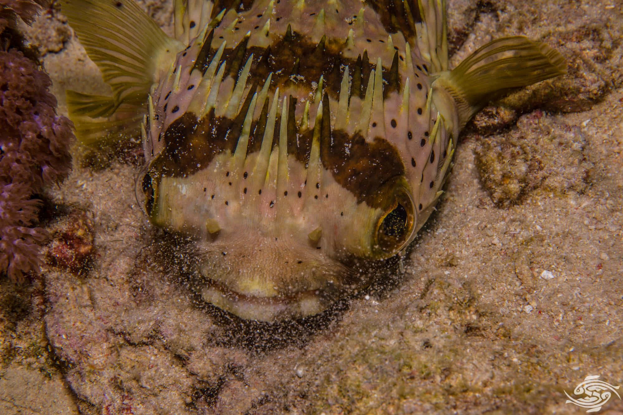 porcupinefish, brown and yellow markings, sandy ocean floor, Full HD Desktop Wallpaper