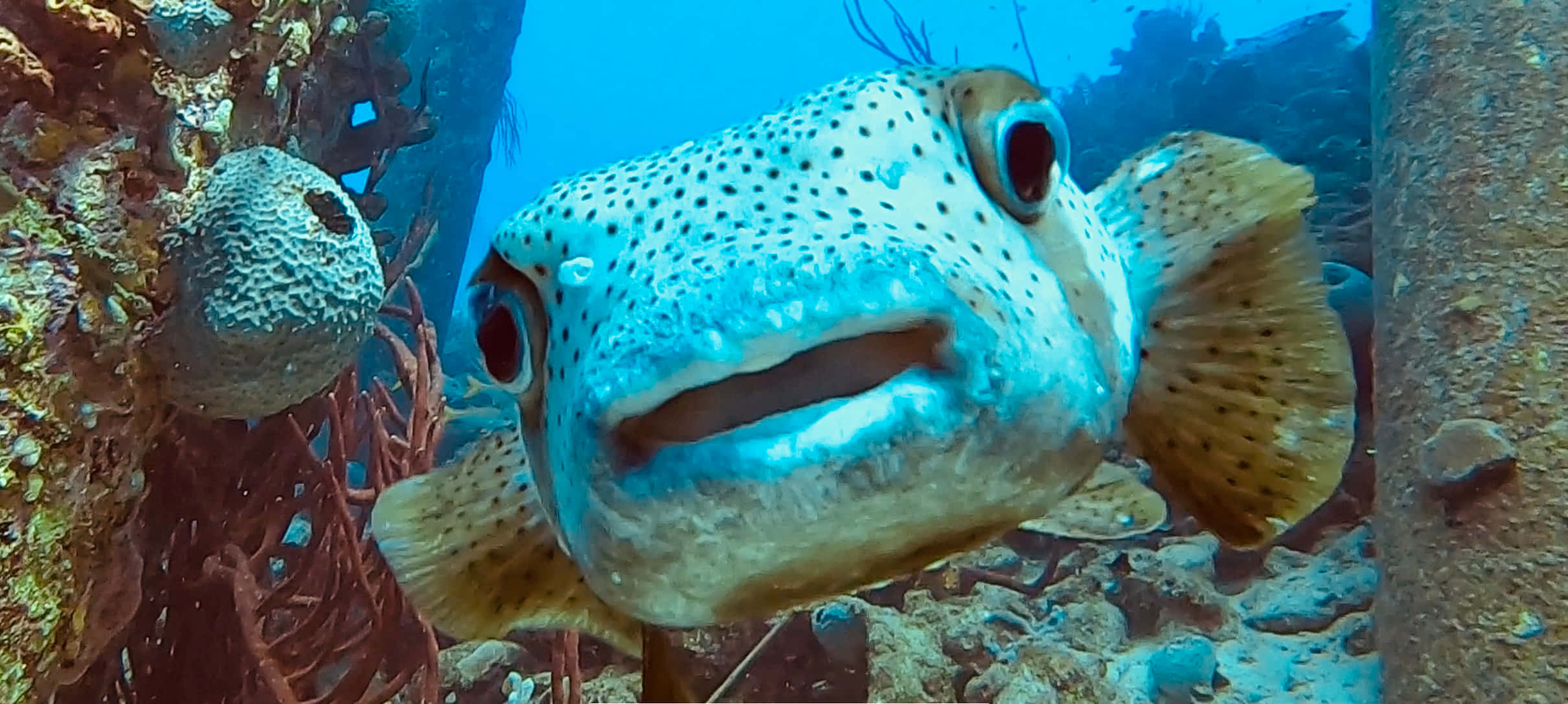 porcupinefish, spotted pufferfish, coral, Full HD Desktop Wallpaper
