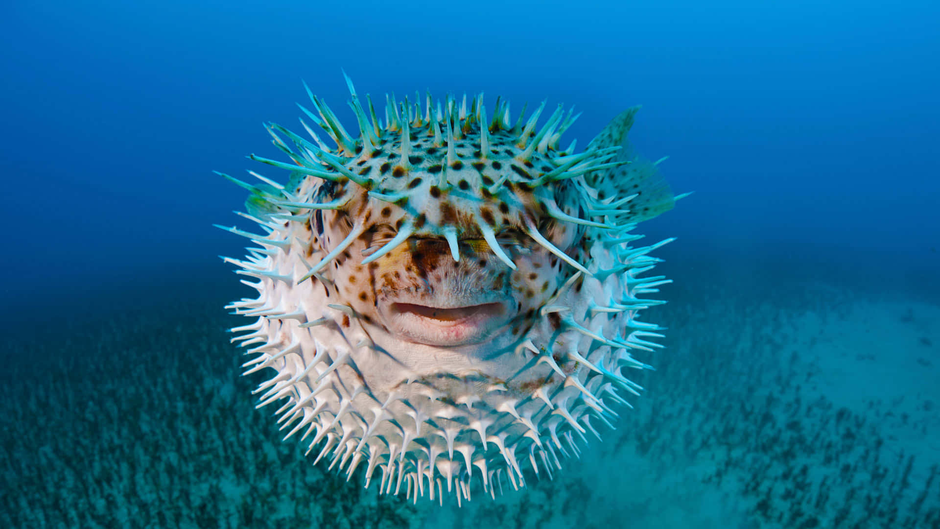 porcupinefish, spiky white and green quills, underwater, Full HD Desktop Wallpaper