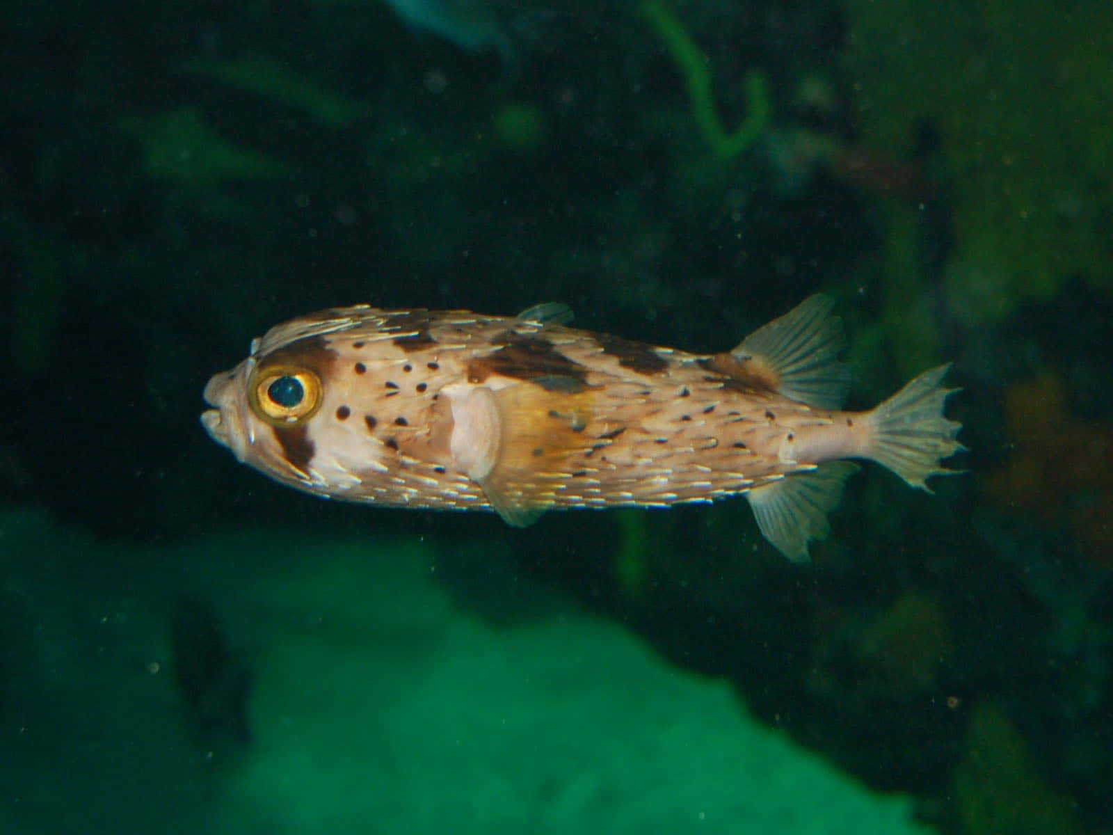 porcupinefish, spotted pufferfish, murky green underwater foliage, HD Desktop Wallpaper