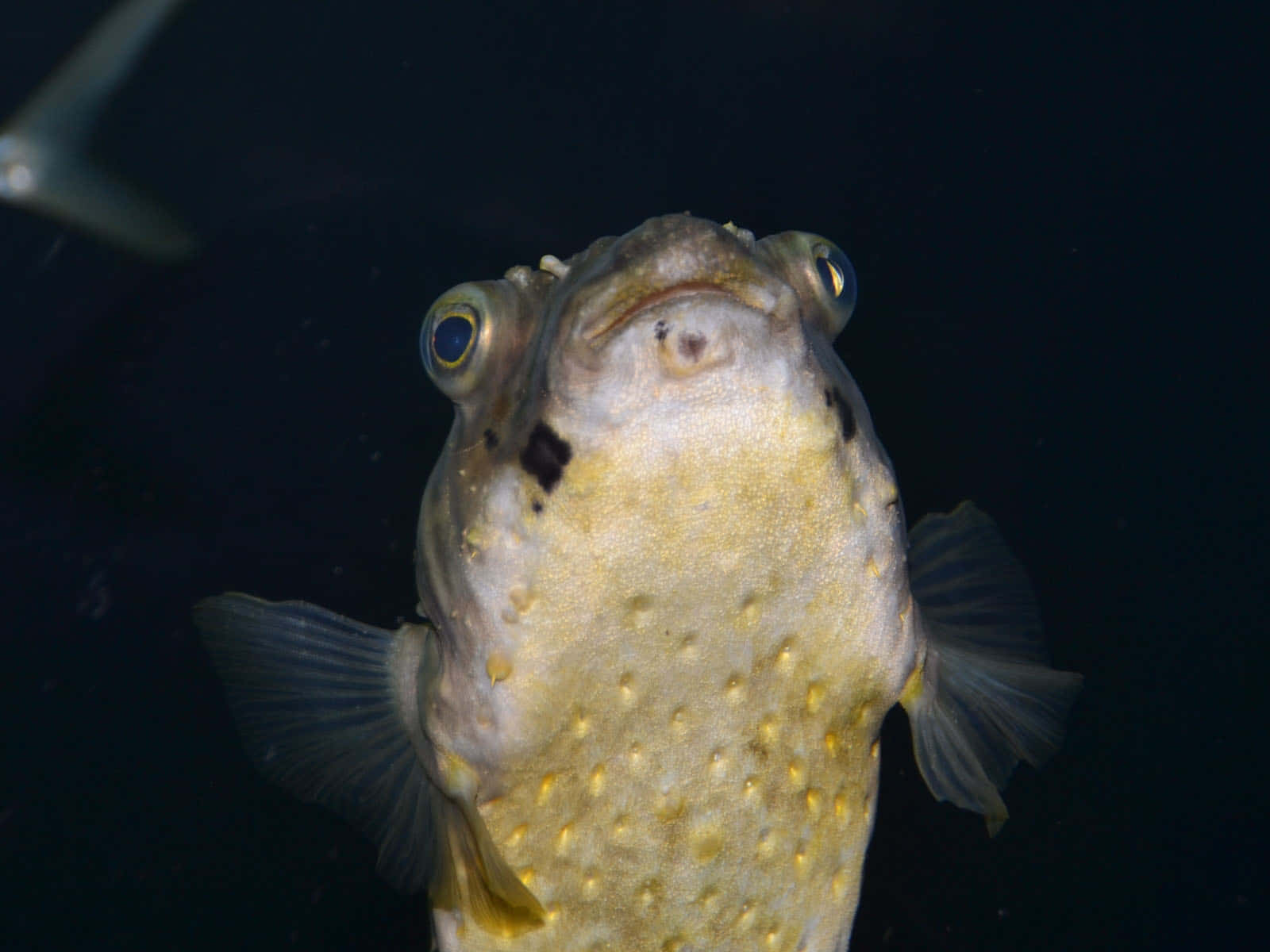 porcupinefish, underwater, dark underwater backdrop, HD Desktop Wallpaper