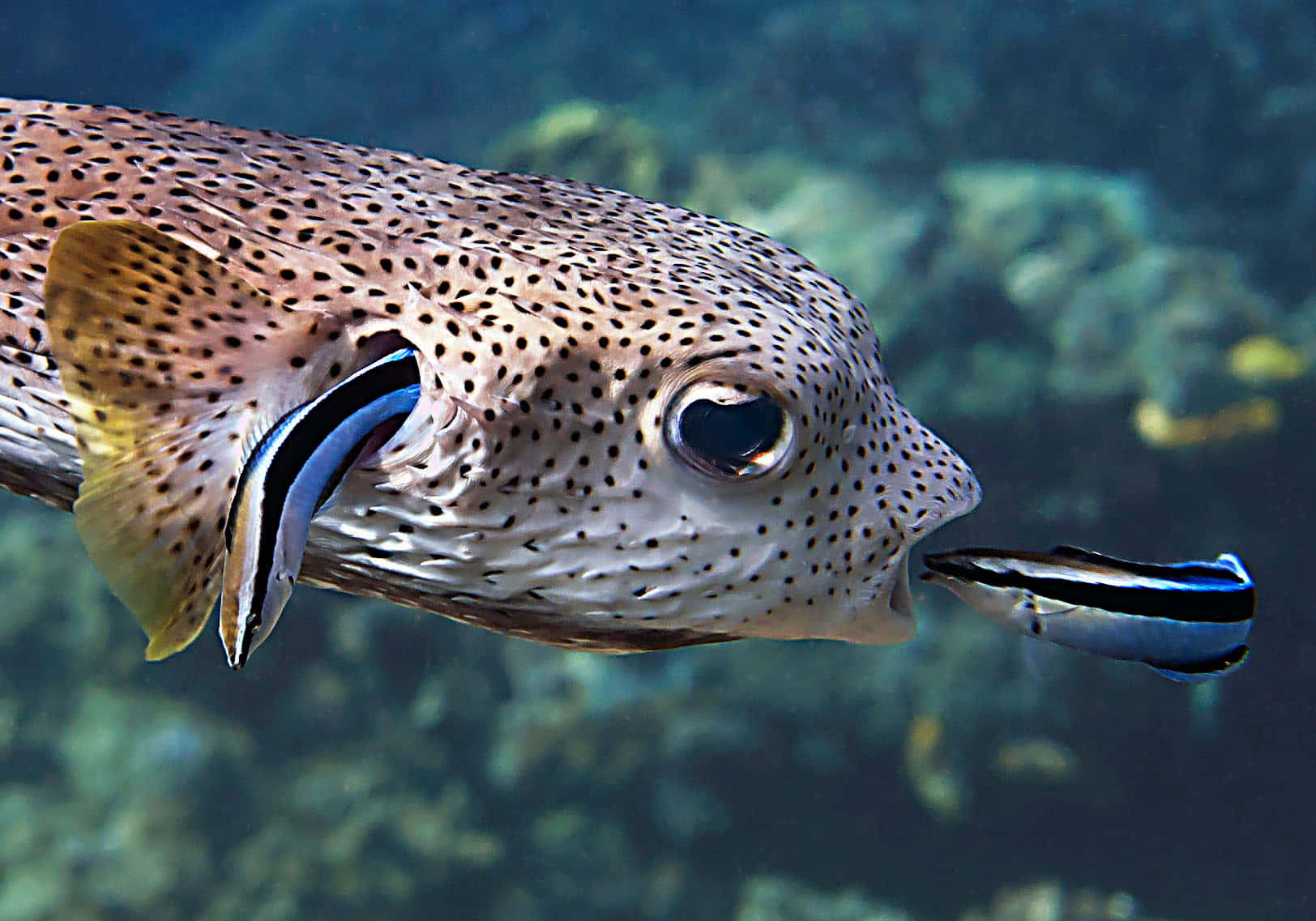 porcupinefish, spotted pufferfish, striped cleaner fish, HD Desktop Wallpaper