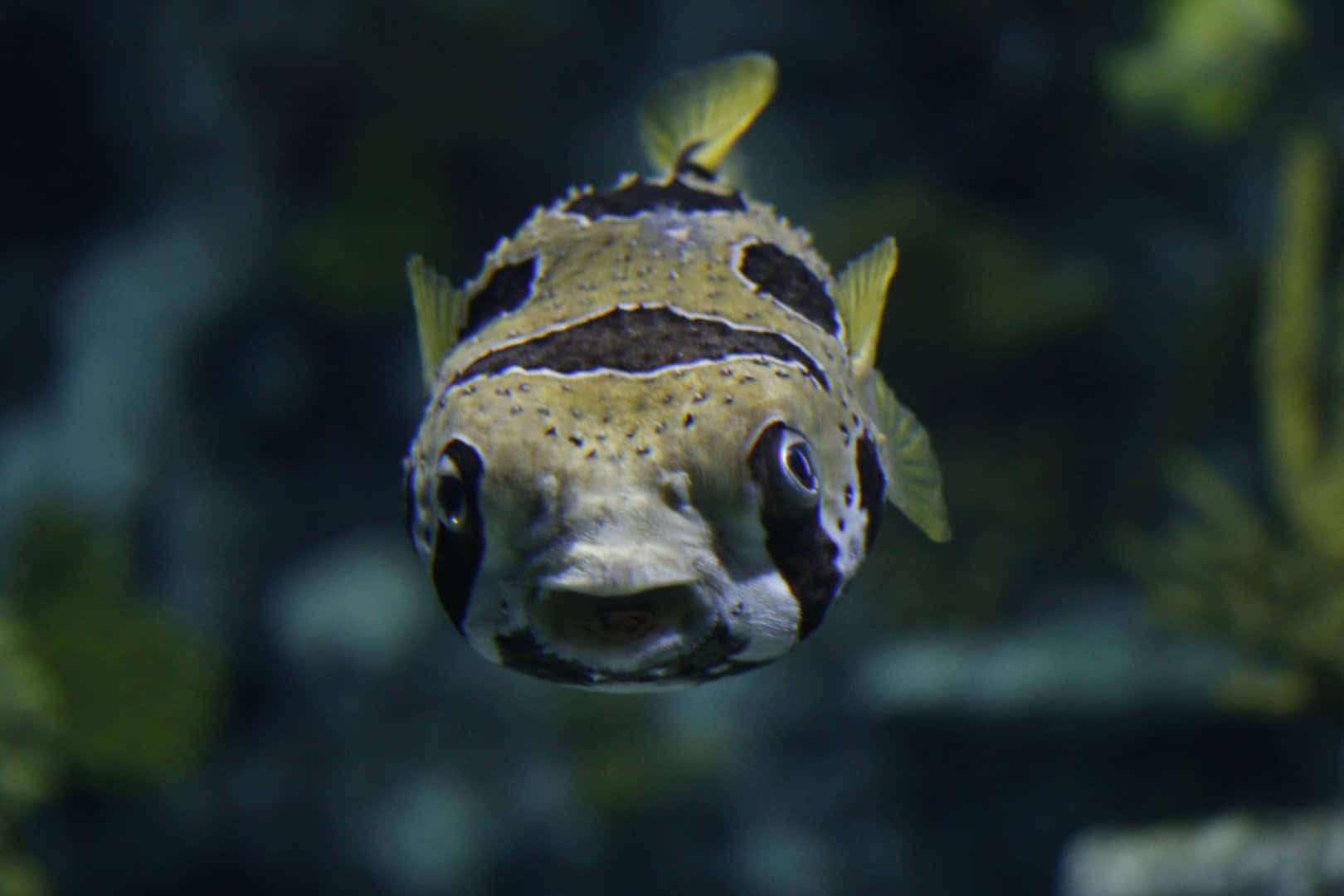 porcupinefish, spotted pufferfish, yellow fins, HD Desktop Wallpaper