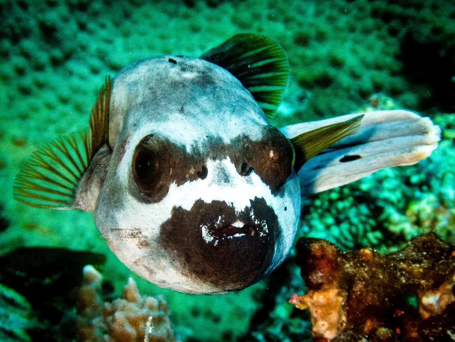 porcupinefish, black and white markings, coral, HD Desktop Wallpaper