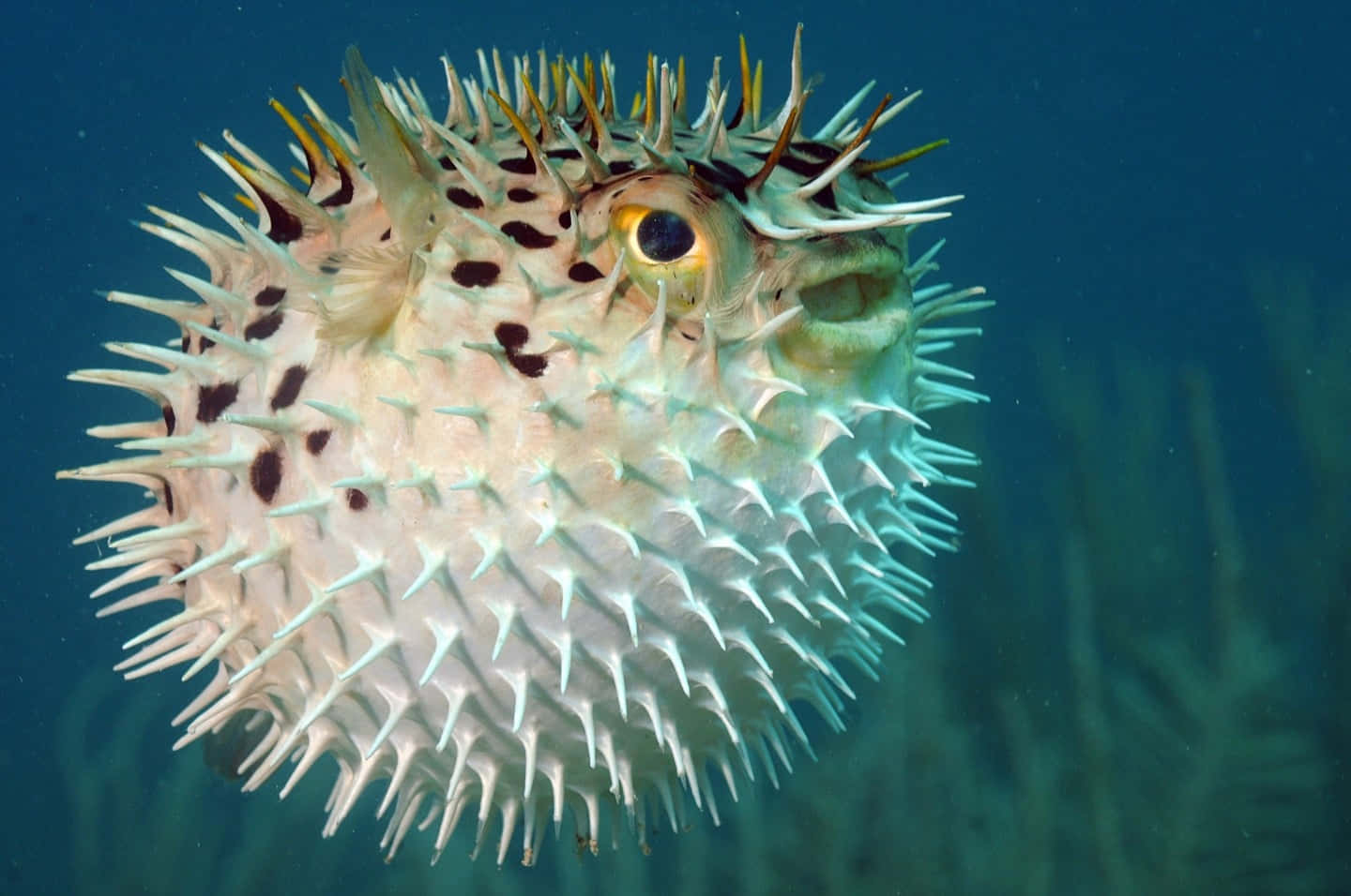 porcupinefish, white spines, black spots, HD Desktop Wallpaper