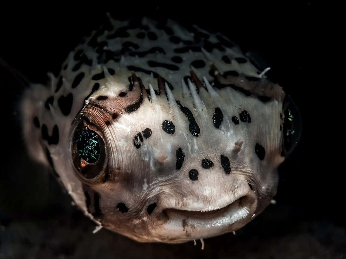 porcupinefish, spotted pufferfish, spines, SD Desktop Wallpaper