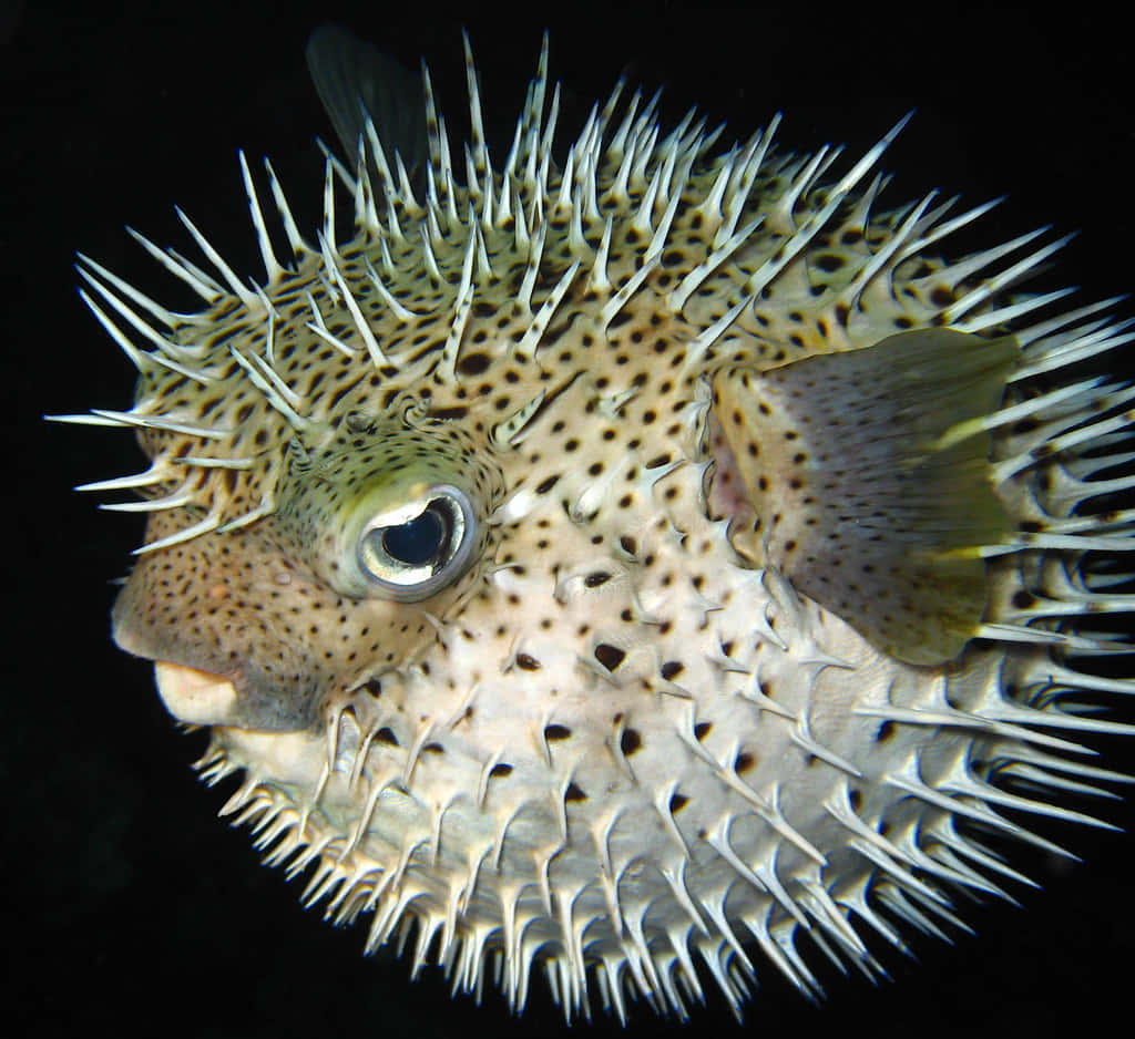 porcupinefish, white spines, spotted skin, SD Desktop Wallpaper