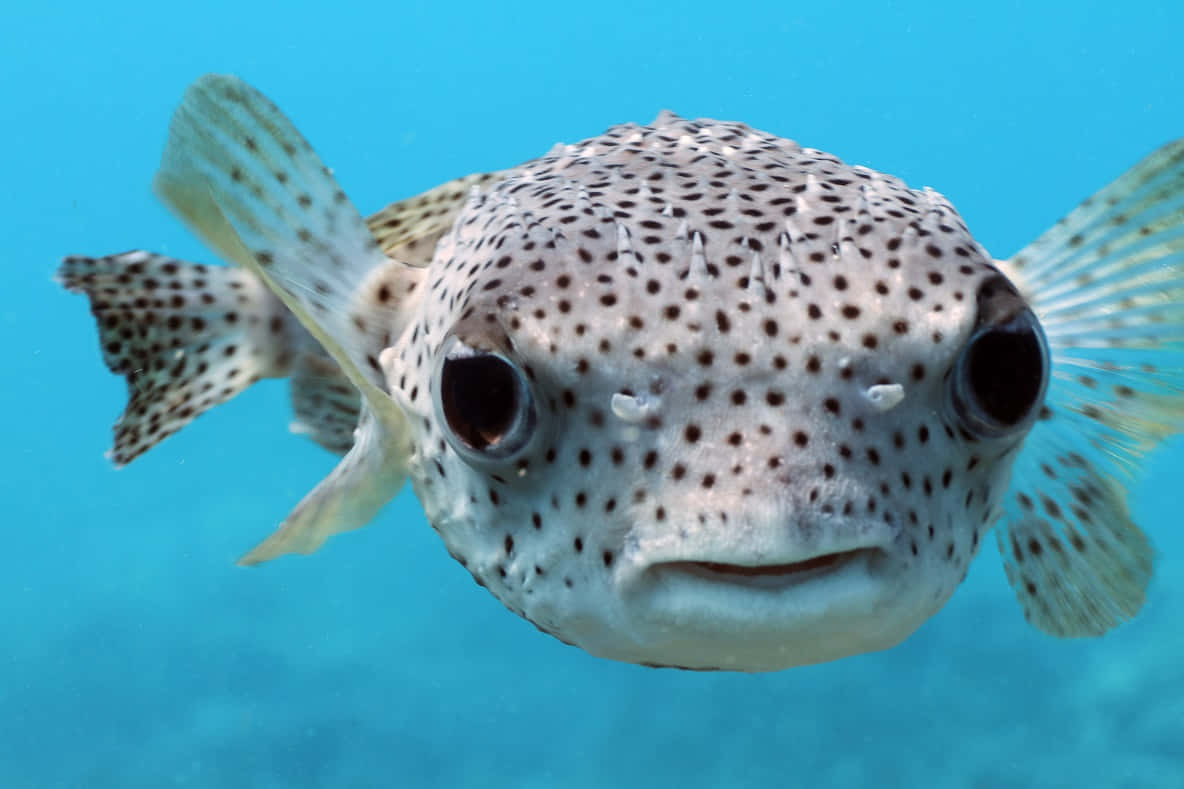 Porcupinefish, spotted pufferfish, bulging eyes, SD Desktop Wallpaper