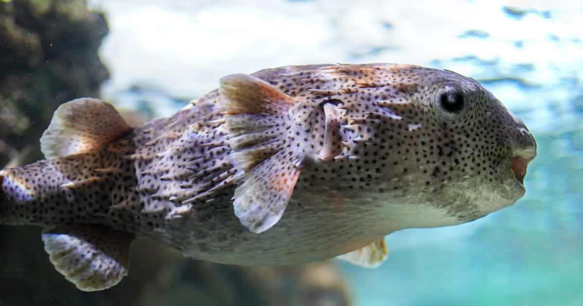 porcupinefish, spotted pufferfish, clear blue water, SD Desktop Wallpaper
