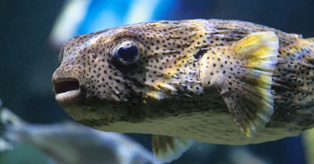 Porcupinefish, spotted pufferfish, large eyes, SD Desktop Wallpaper