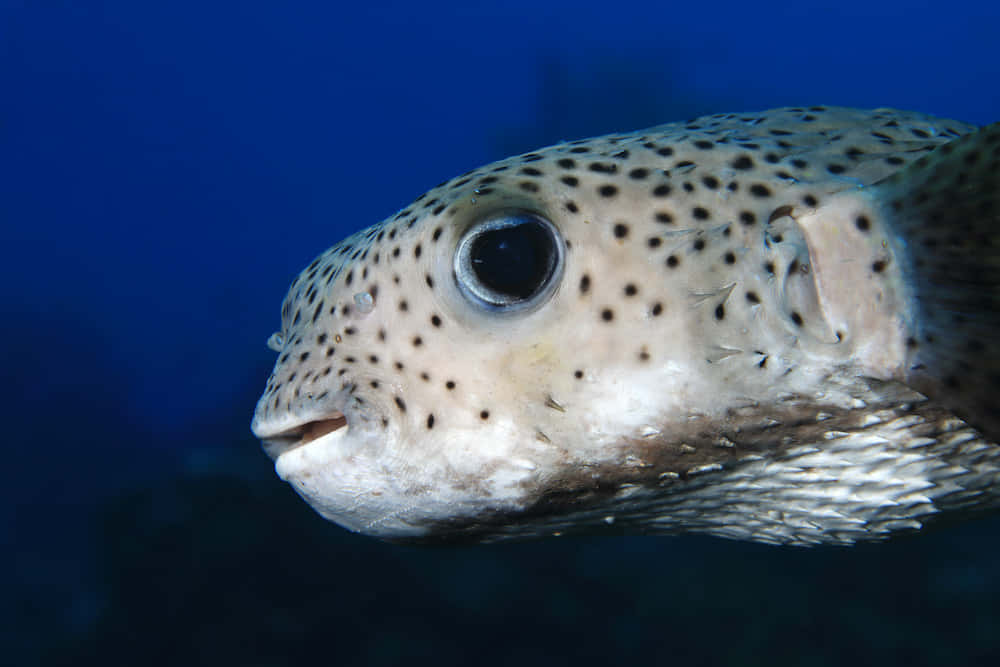 porcupinefish, spotted pufferfish, deep blue ocean water, SD Desktop Wallpaper