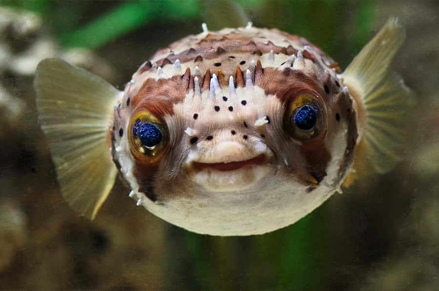 Porcupinefish, pufferfish, spiky brown and white skin, SD Desktop Wallpaper