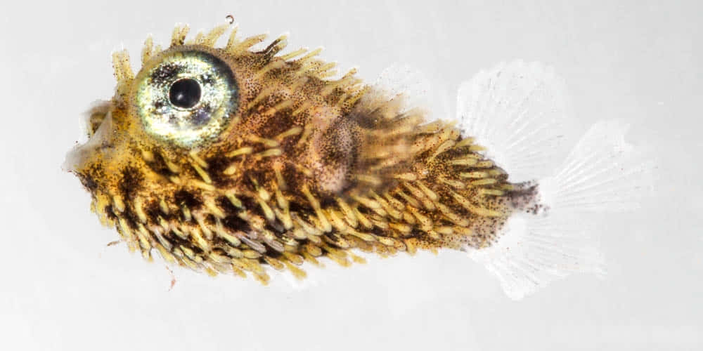 Porcupinefish, spiky pufferfish, large round eyes, SD Desktop Wallpaper