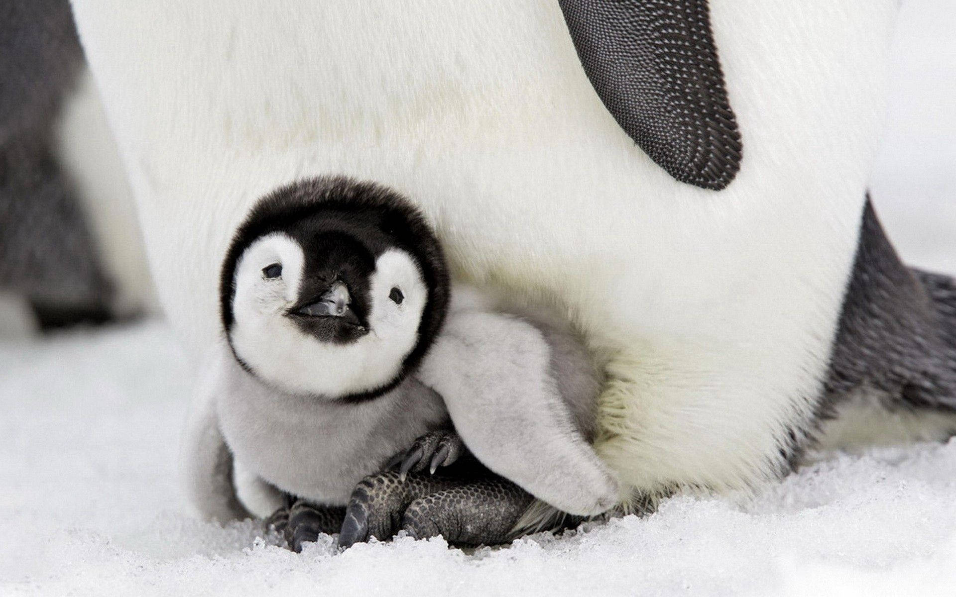 baby penguin, parent's belly, snowy ground, Full HD Desktop Wallpaper