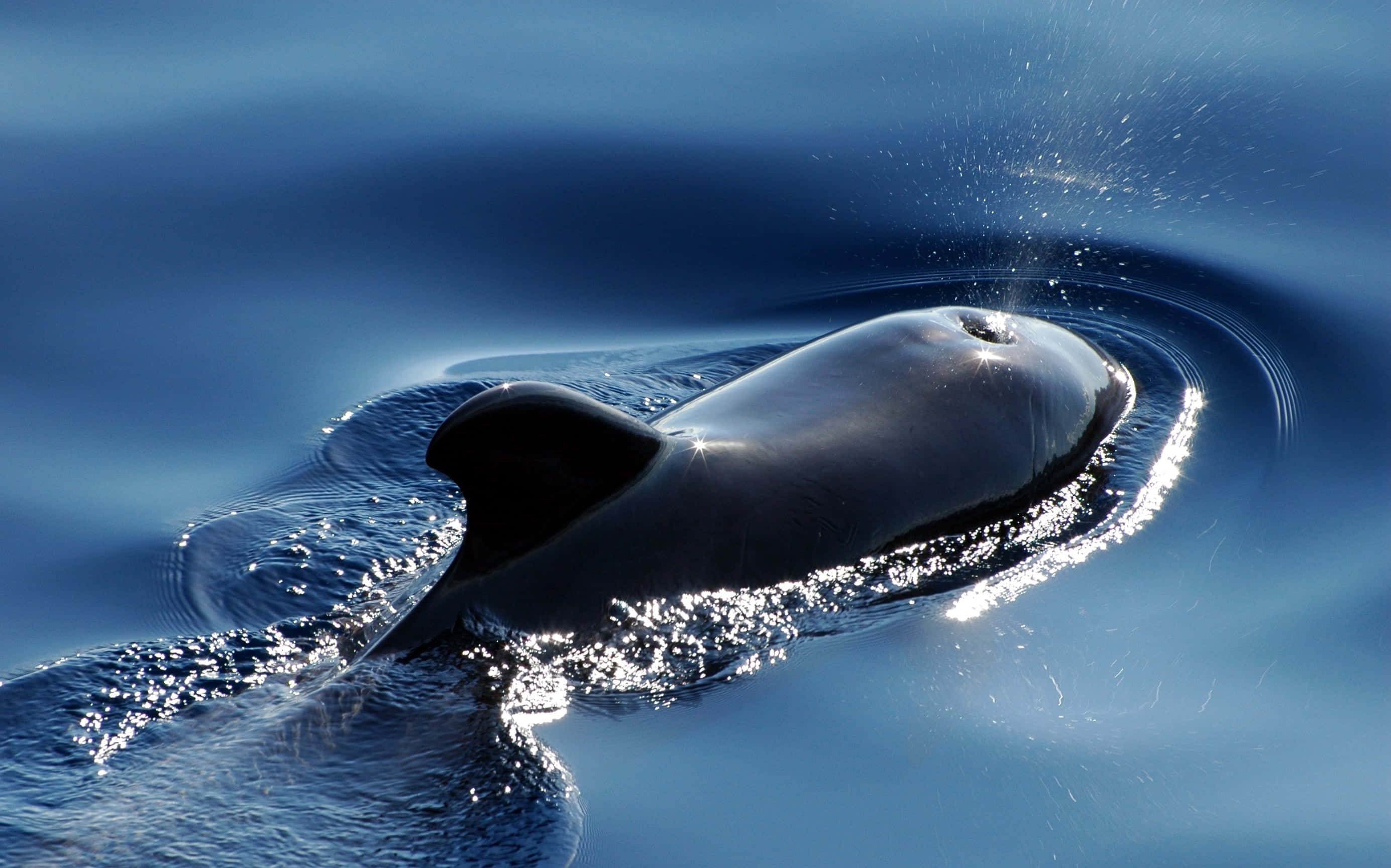 porpoise, ocean, deep blue ocean water, 2K Desktop Wallpaper