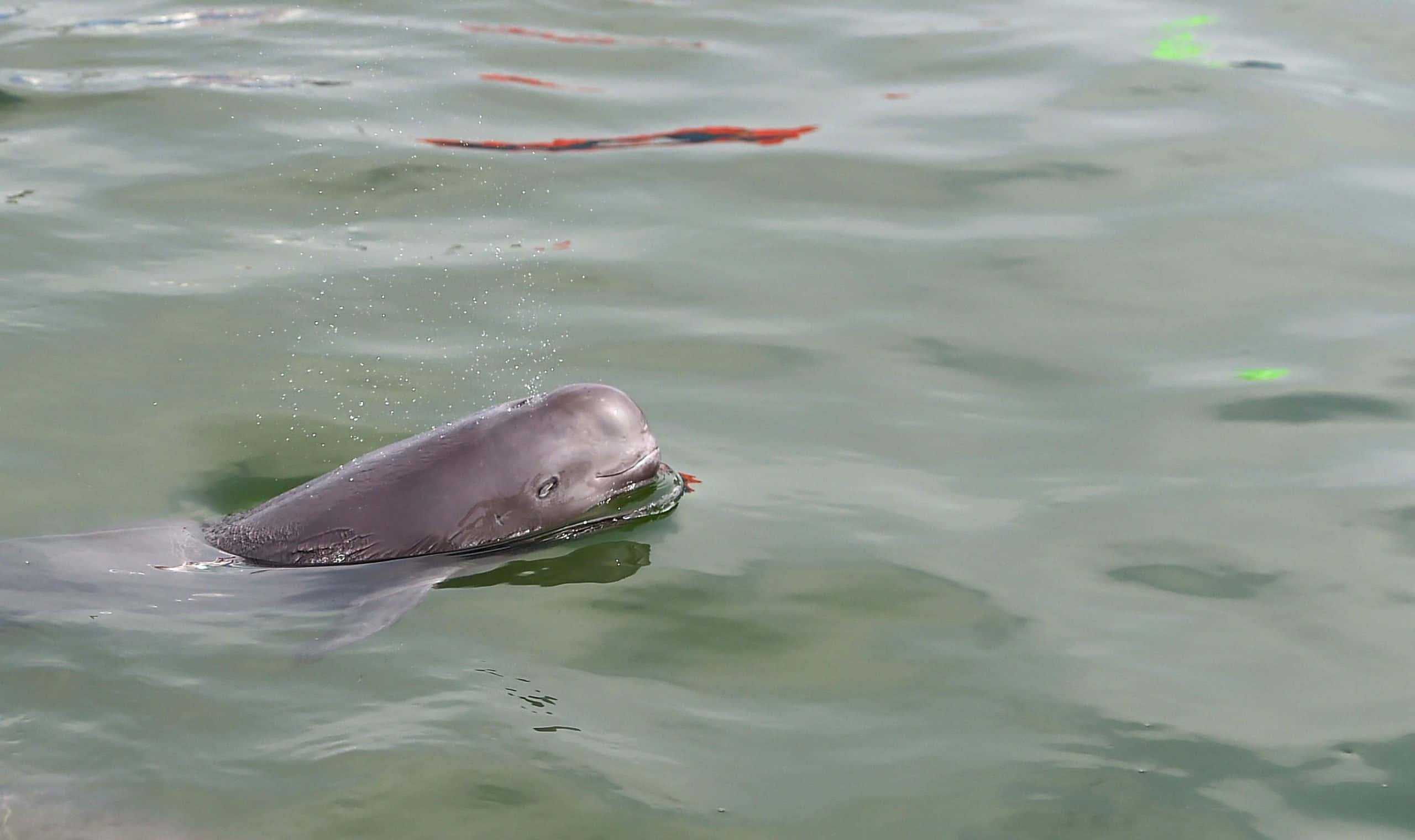 porpoise, calm greenish water, splash, 2K Desktop Wallpaper