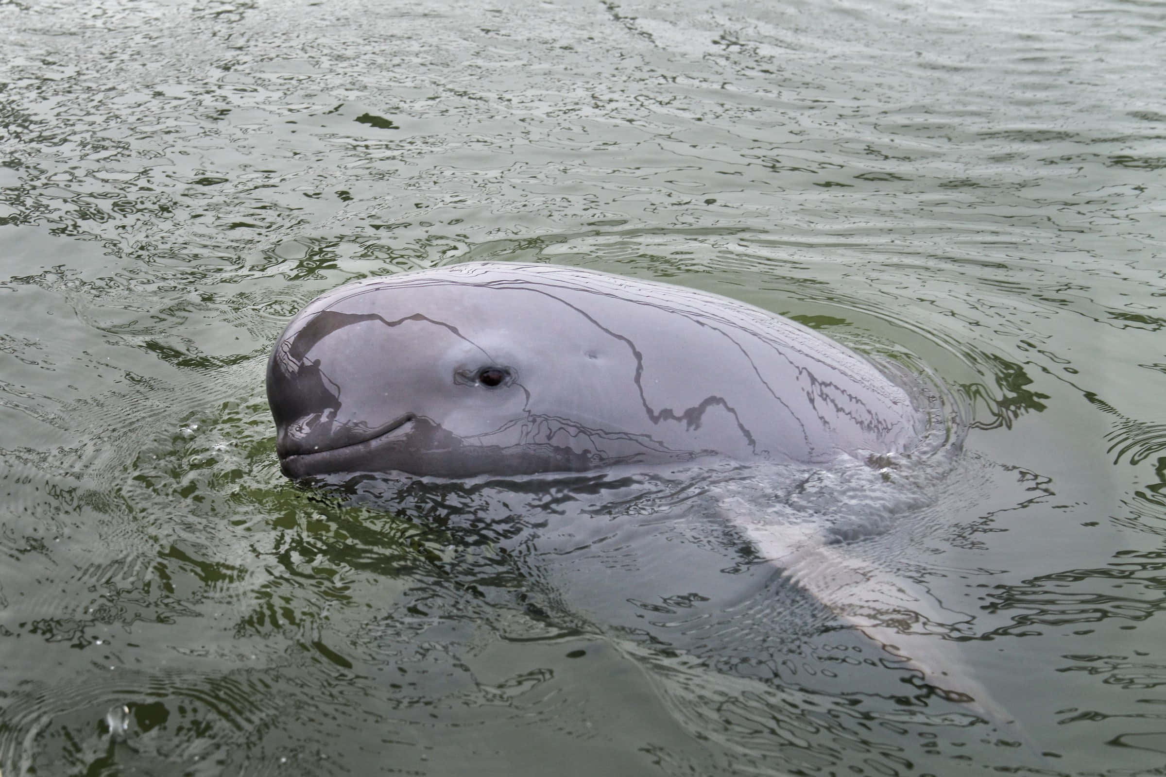 porpoise, river dolphin, murky green water, Full HD Desktop Wallpaper
