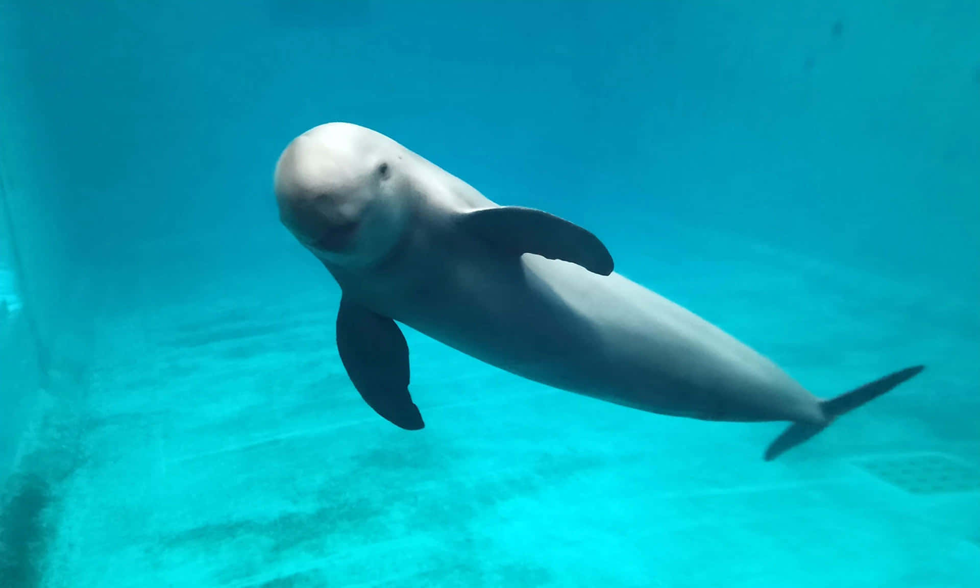 beluga whale, white dolphin, clear turquoise water, Full HD Desktop Wallpaper