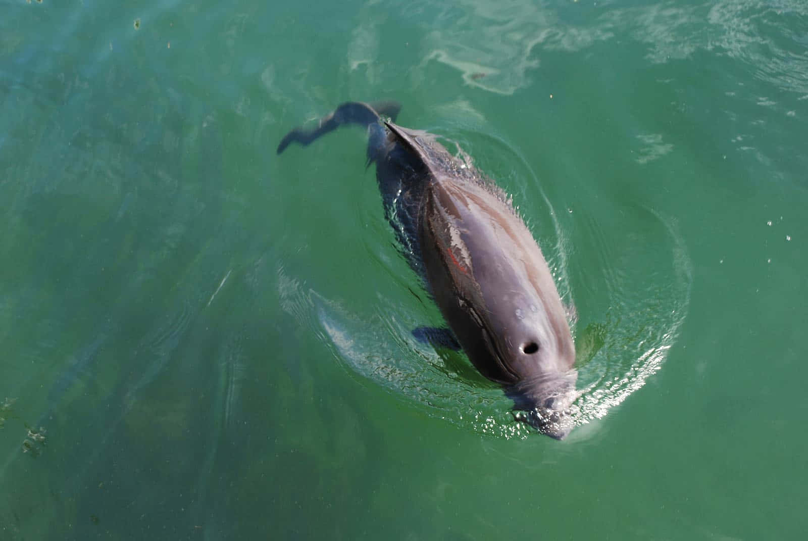 porpoise, green waters, turquoise water, HD Desktop Wallpaper