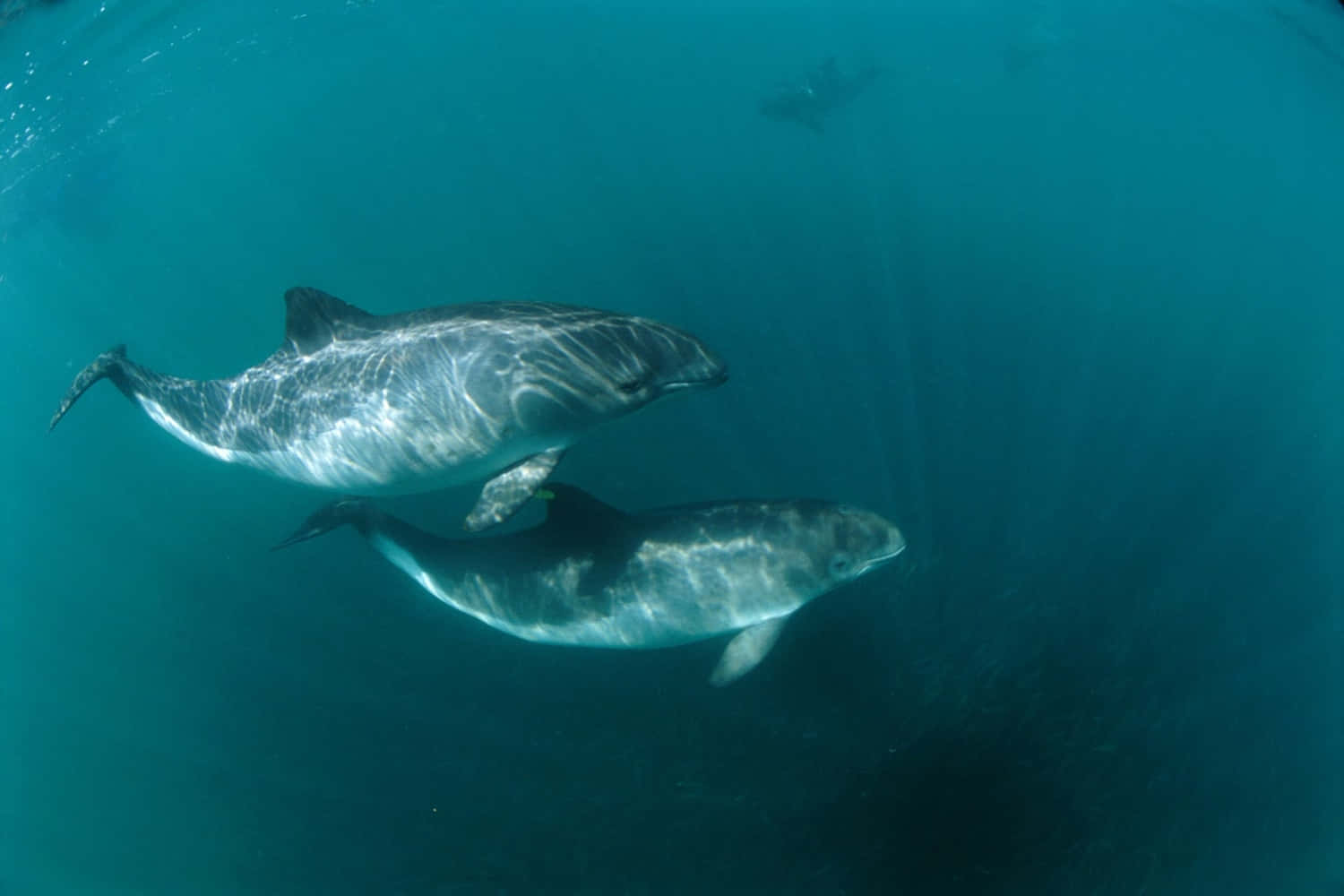 porpoise, deep blue ocean, turquoise water, HD Desktop Wallpaper