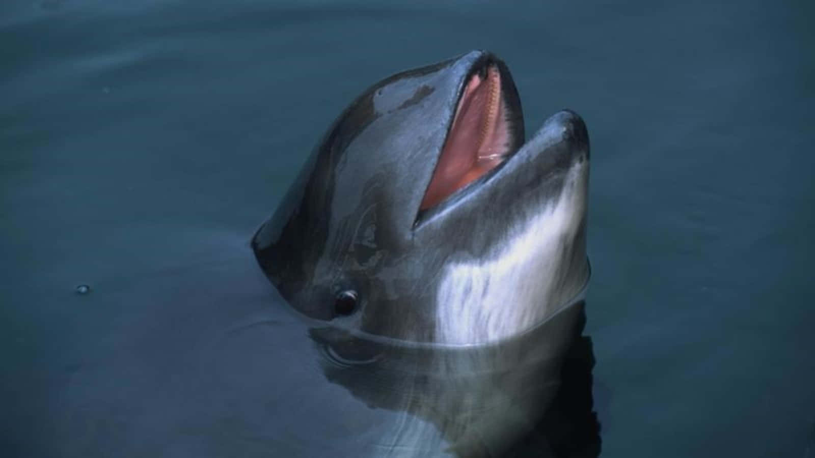 Porpoise, surfacing for air, pink gums, HD Desktop Wallpaper