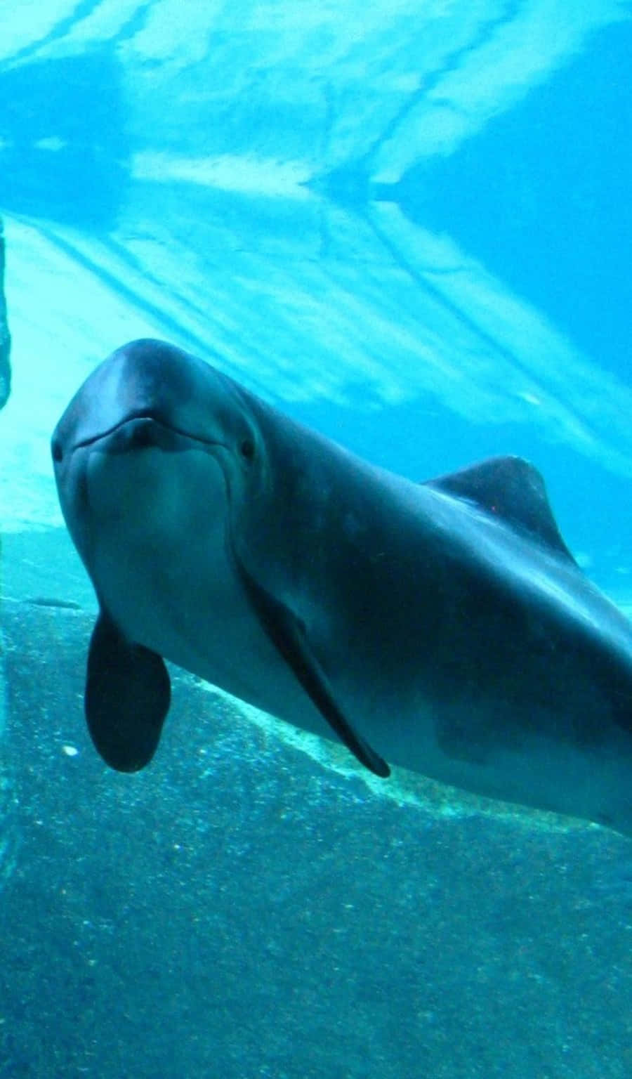 porpoise, ocean, clear blue water, HD Phone Wallpaper