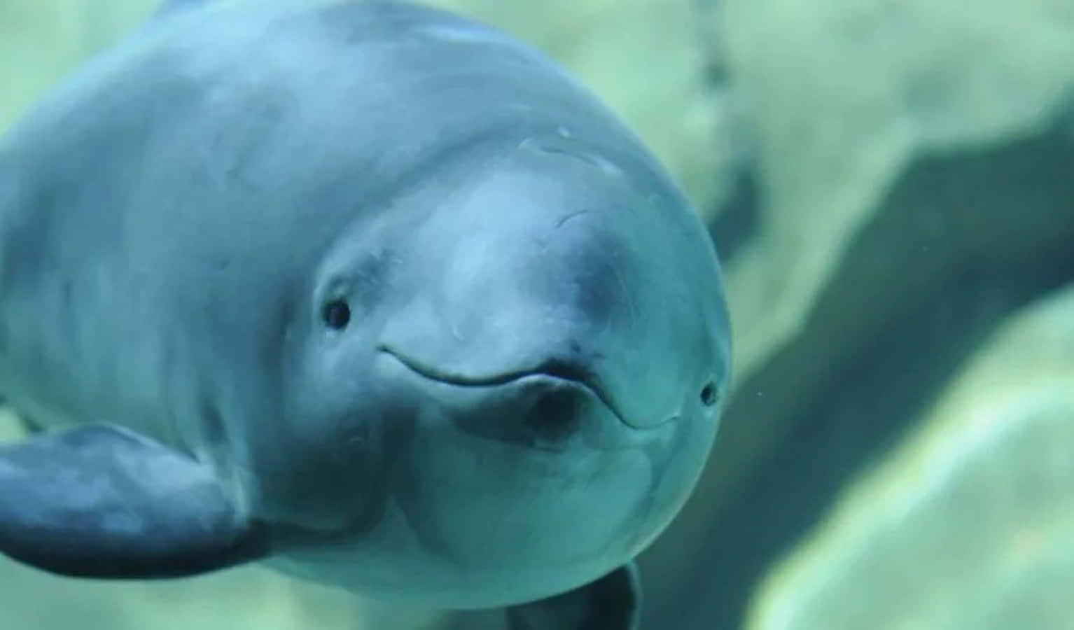 smiling river dolphin, smooth gray skin, clear turquoise water, HD Desktop Wallpaper