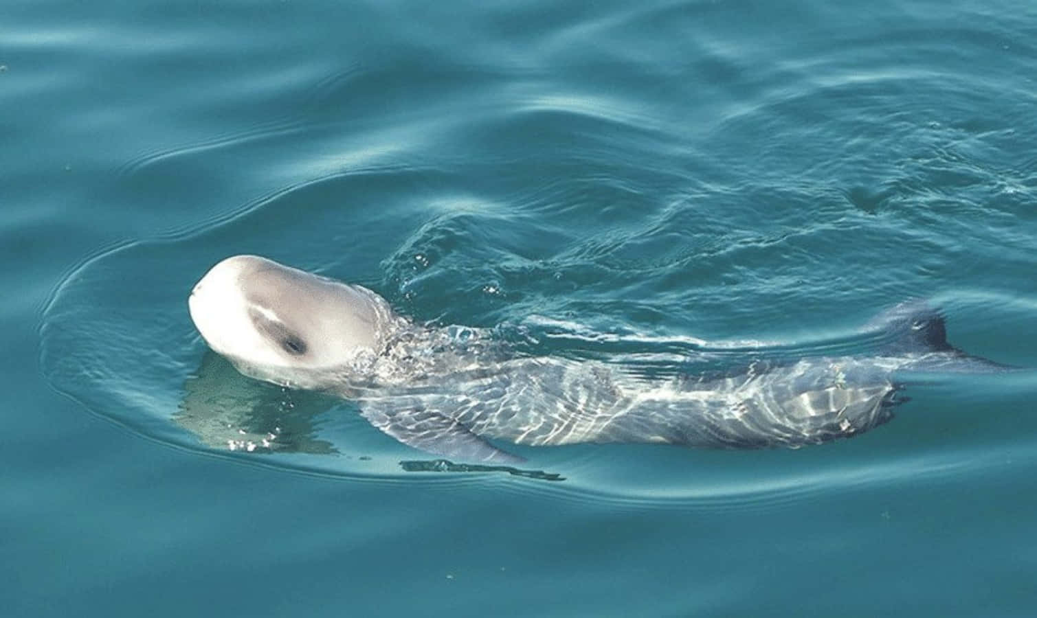 beluga whale, turquoise waters, calm waters, HD Desktop Wallpaper