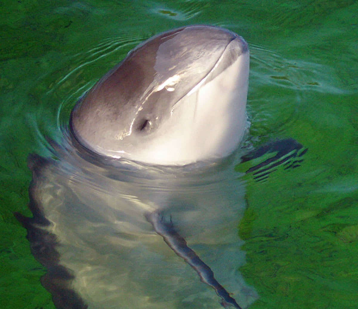porpoise, vibrant green water, ripples, SD Desktop Wallpaper