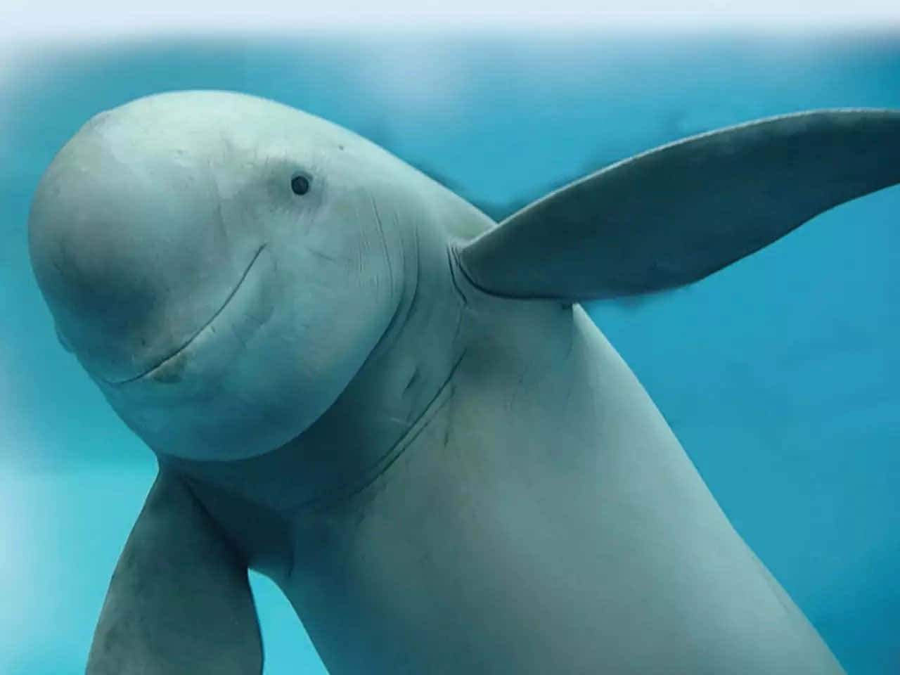 smiling beluga whale, clear blue water, close-up, HD Desktop Wallpaper