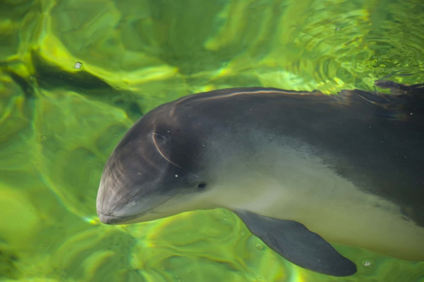 Porpoise, clear green waters, dolphin's head, HD Desktop Wallpaper