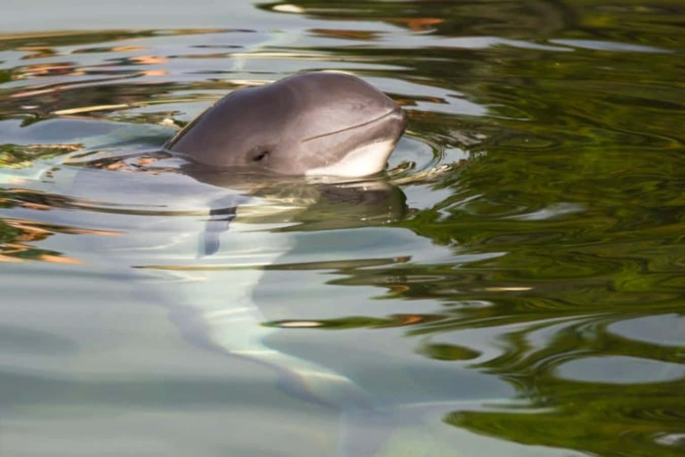 porpoise, calm waters, river dolphin, HD Desktop Wallpaper