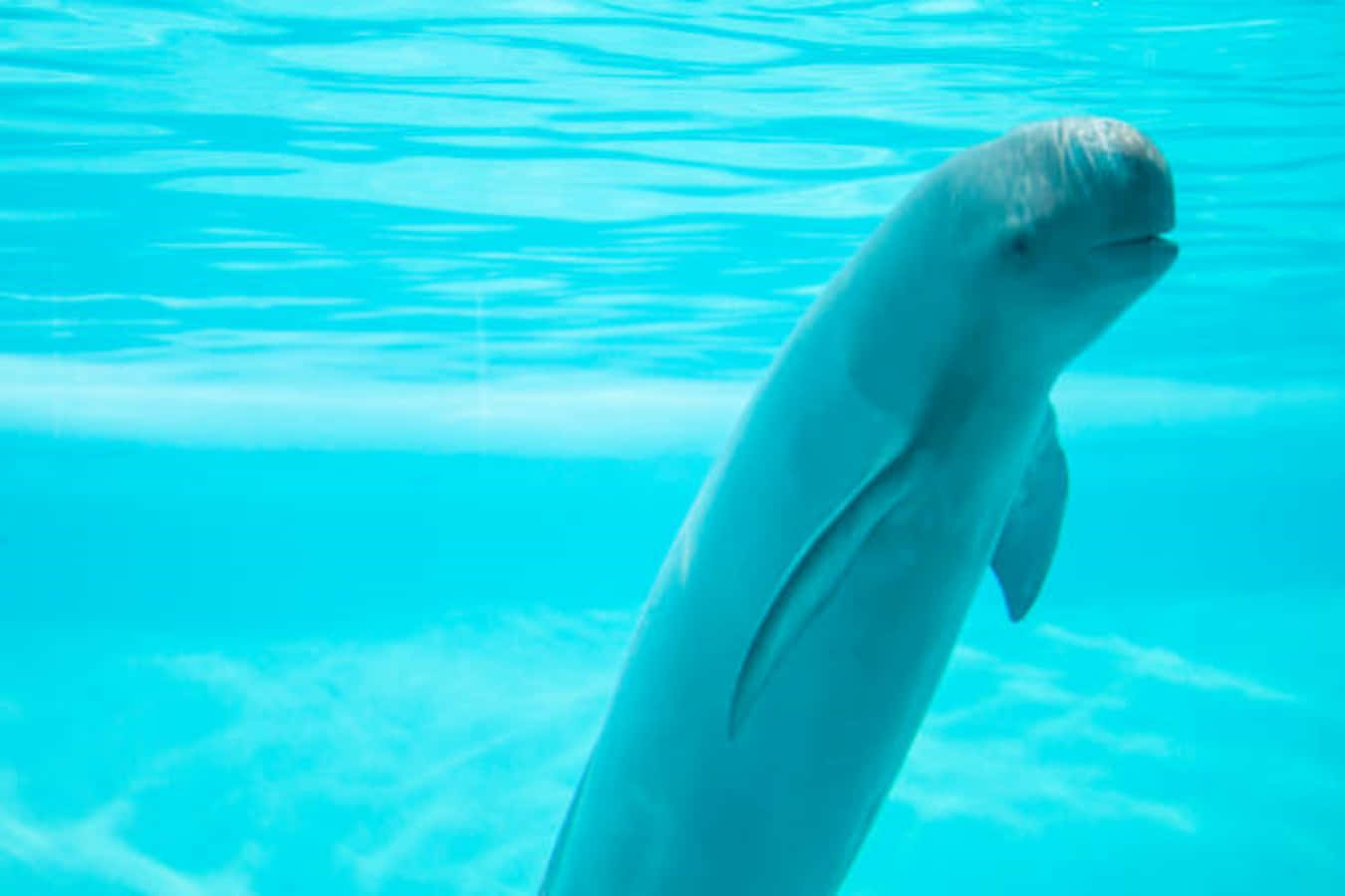 Curious Porpoisein Blue Water, turquoise water, sunlight filtering, HD Desktop Wallpaper