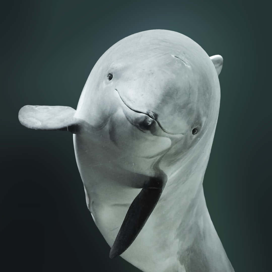 white dolphin, dark background, soft lighting, SD Desktop Wallpaper