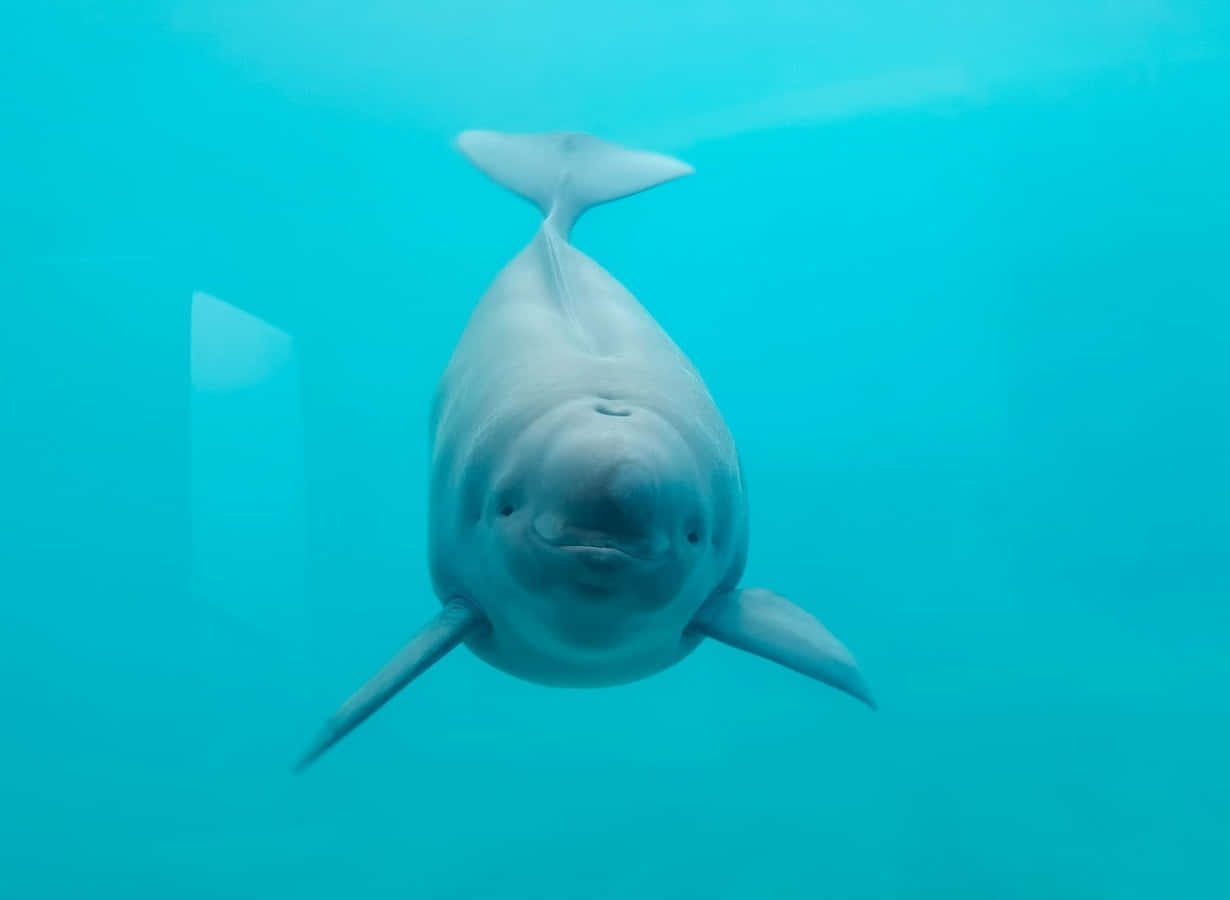 beluga whale, turquoise water, smiling, SD Desktop Wallpaper