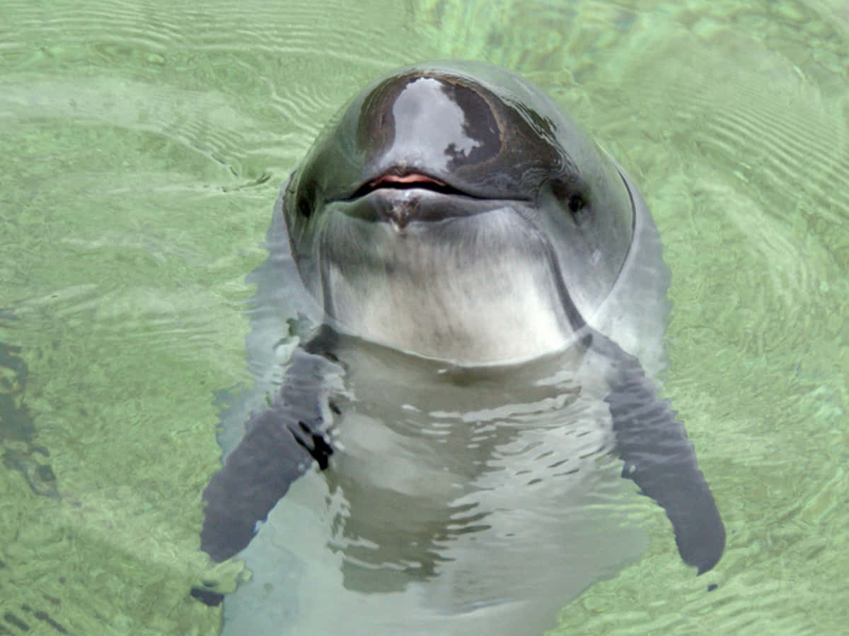 porpoise, crystal clear ocean, close up shot, SD Desktop Wallpaper