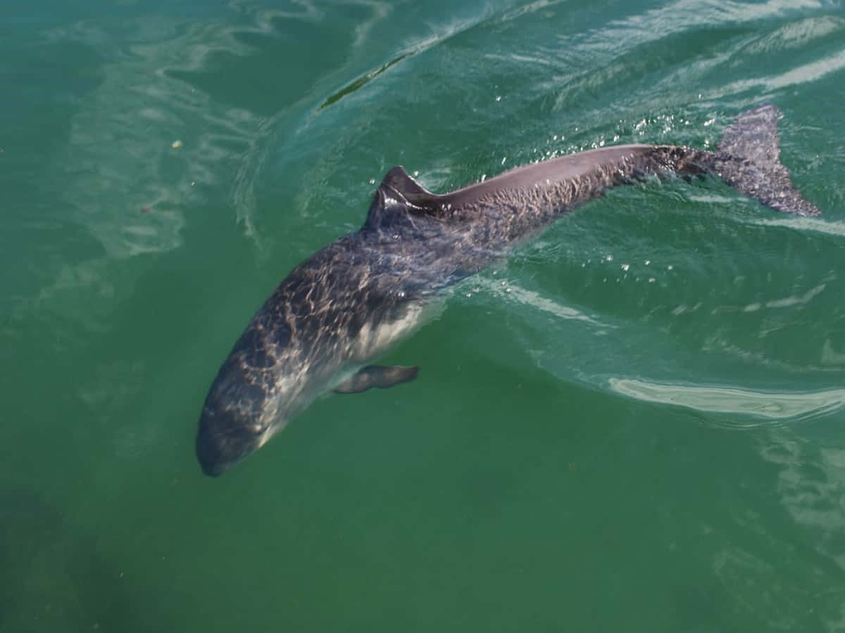 porpoise, clear green water, ripples, SD Desktop Wallpaper