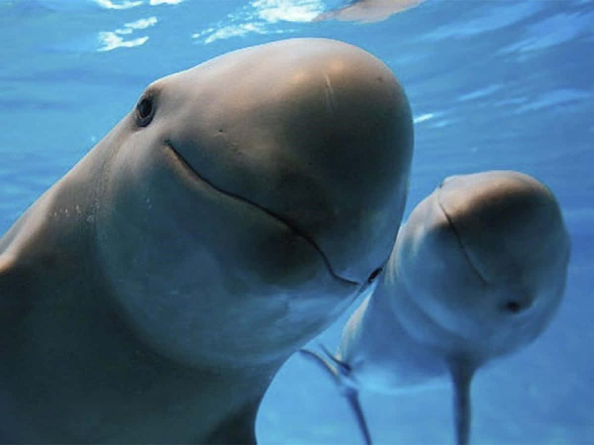 porpoises, serene sea, clear blue ocean water, SD Desktop Wallpaper