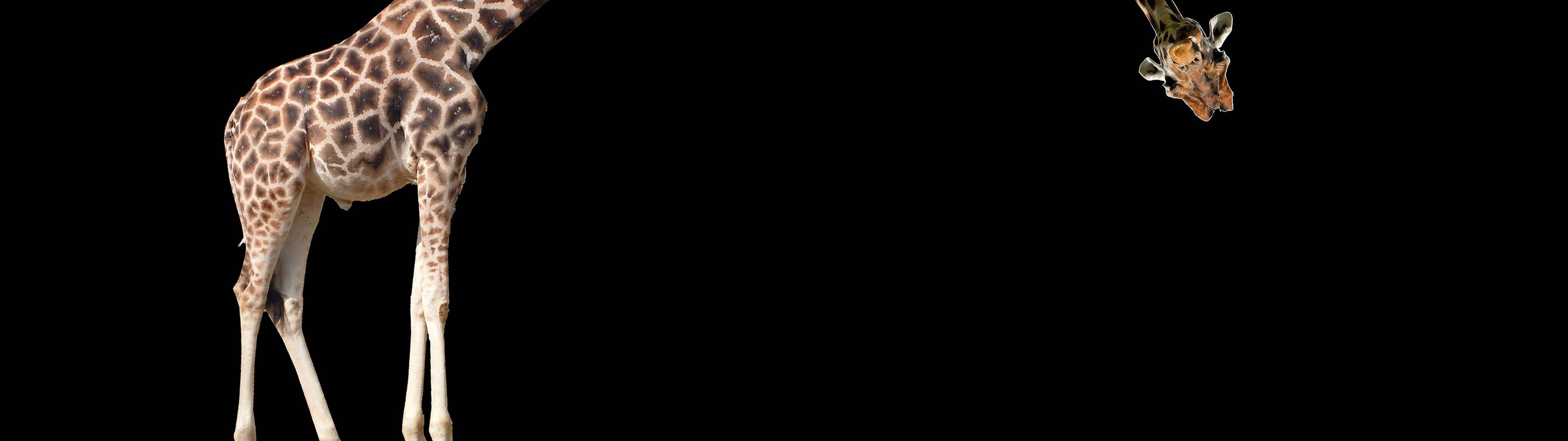 Portal Dual Screen, giraffe, black background, 4K Desktop Wallpaper