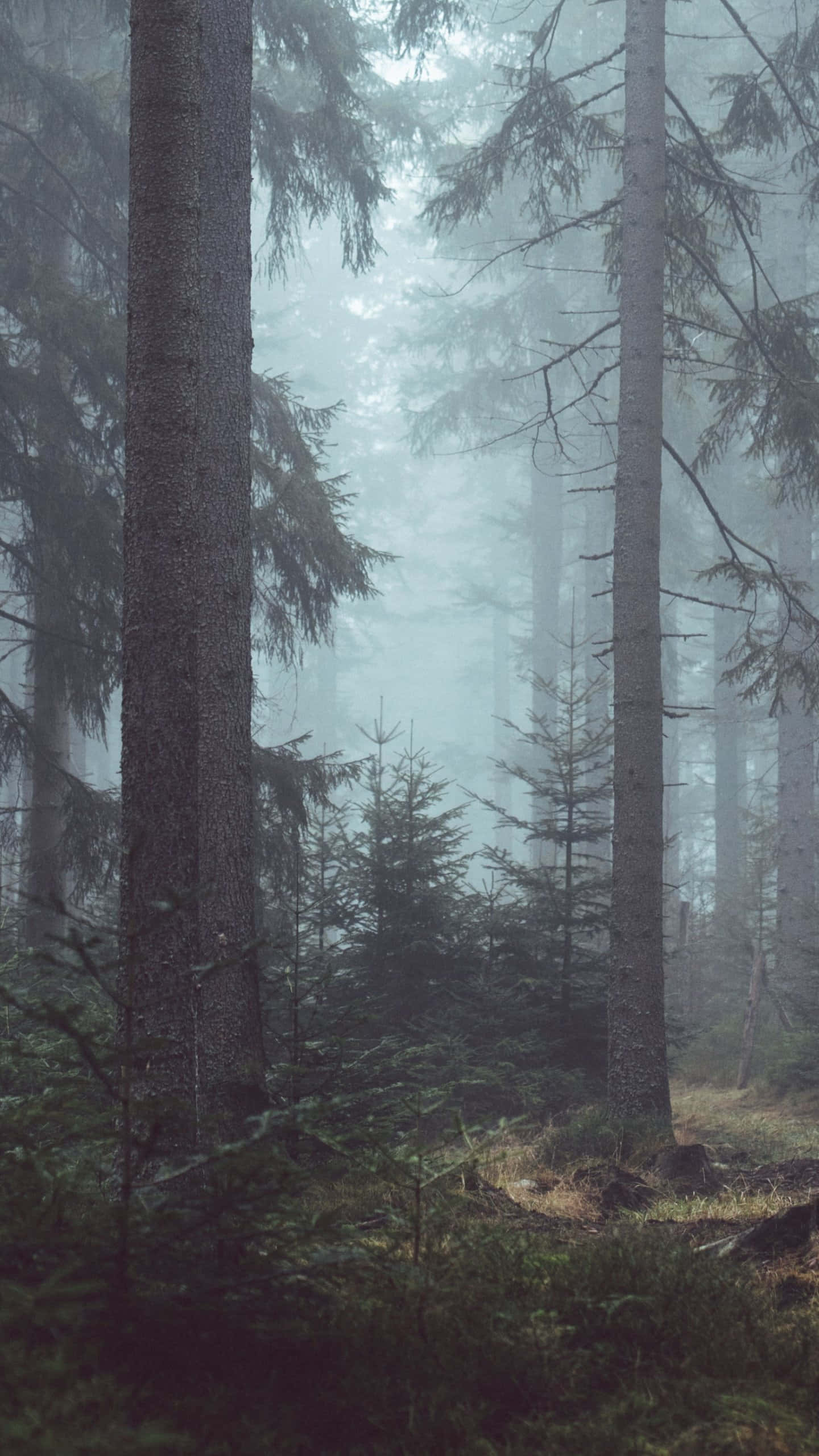 portrait mode, 1440 x 2560, pine trees, 2K Phone Wallpaper