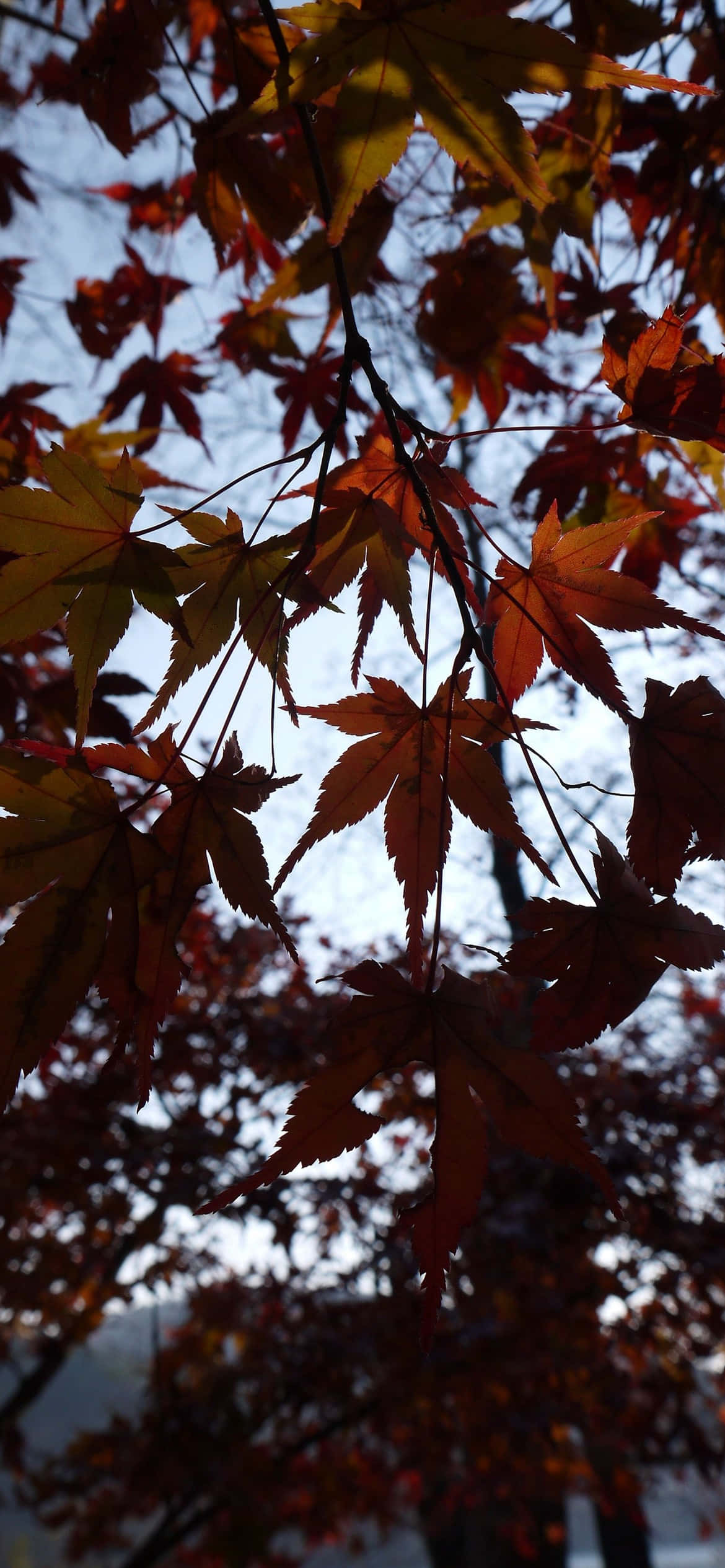 Portrait Mode, autumn maple leaves, warm sunlight, Full HD Phone Wallpaper
